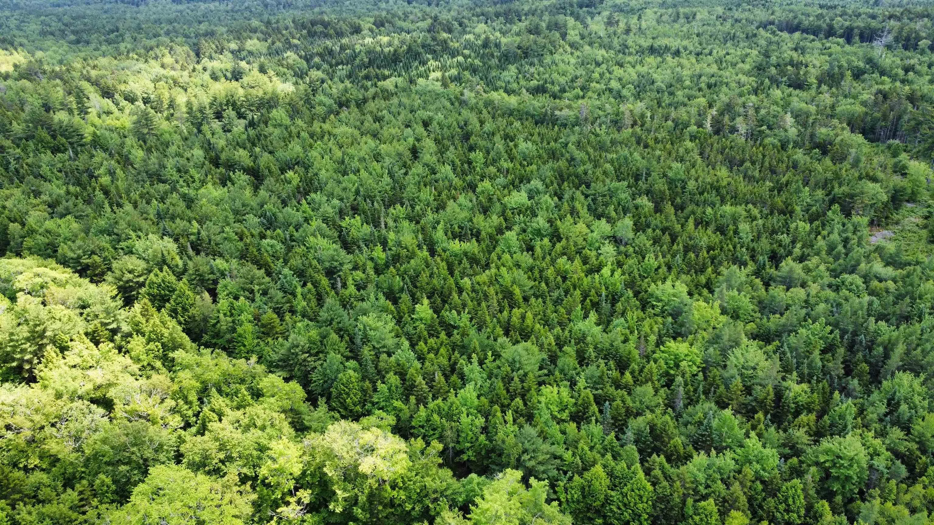 Lot 104 Arenburg Road, Buckfield, NS B4V 8M5, ,Land,For Sale,Arenburg,202516418