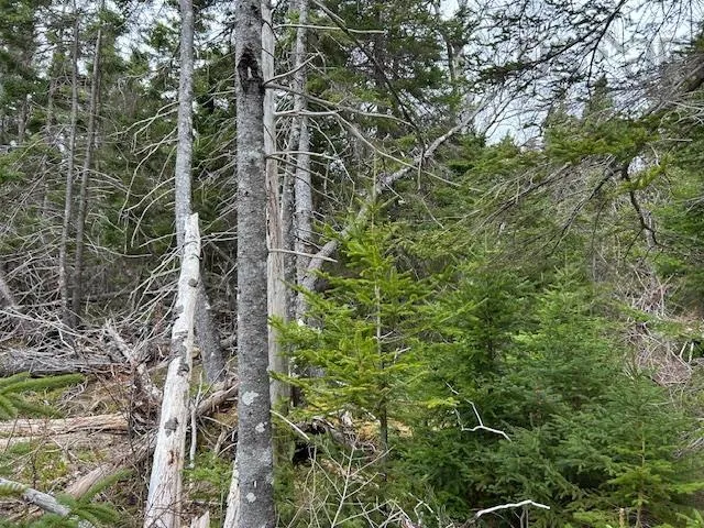 Cabot Trail, Indian Brook, NS B0E 1B0, ,Land,For Sale,Cabot,202511426