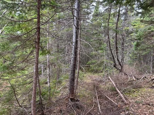 Cabot Trail, Indian Brook, NS B0E 1B0, ,Land,For Sale,Cabot,202511426