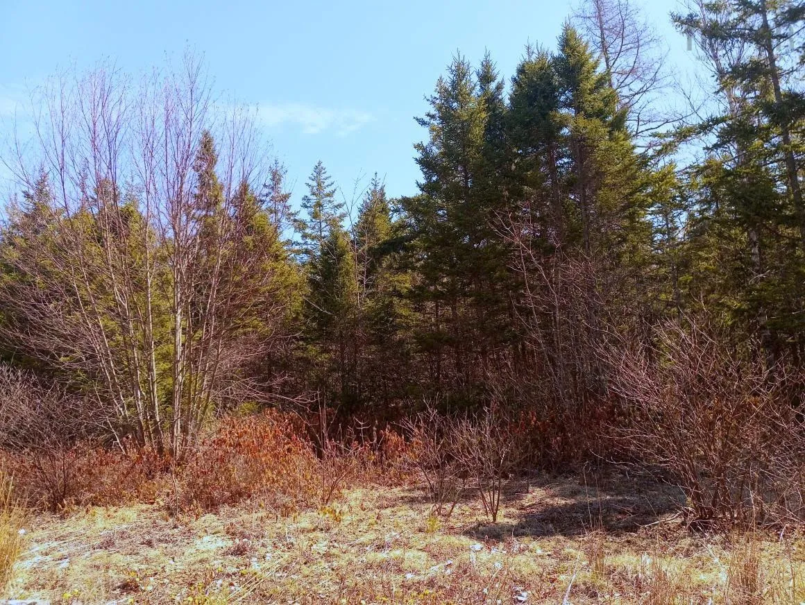 Jonny Cash Lane, Juniper Mountain Ns B1k 0c2, ,Land,For Sale,Johnny Cash Lane,202510133