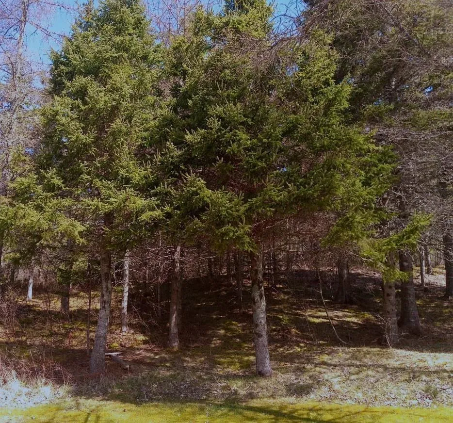 Jonny Cash Lane, Juniper Mountain Ns B1k 0c2, ,Land,For Sale,Johnny Cash Lane,202510133