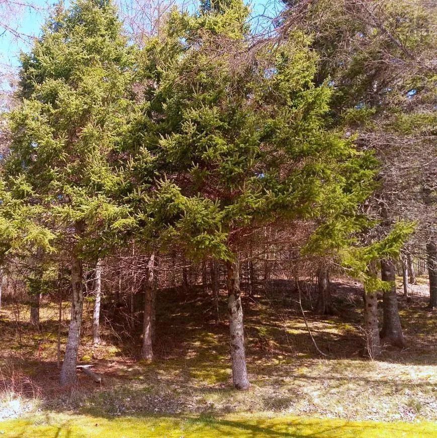 Jonny Cash Lane, Juniper Mountain Ns B1k 0c2, ,Land,For Sale,Johnny Cash Lane,202510133