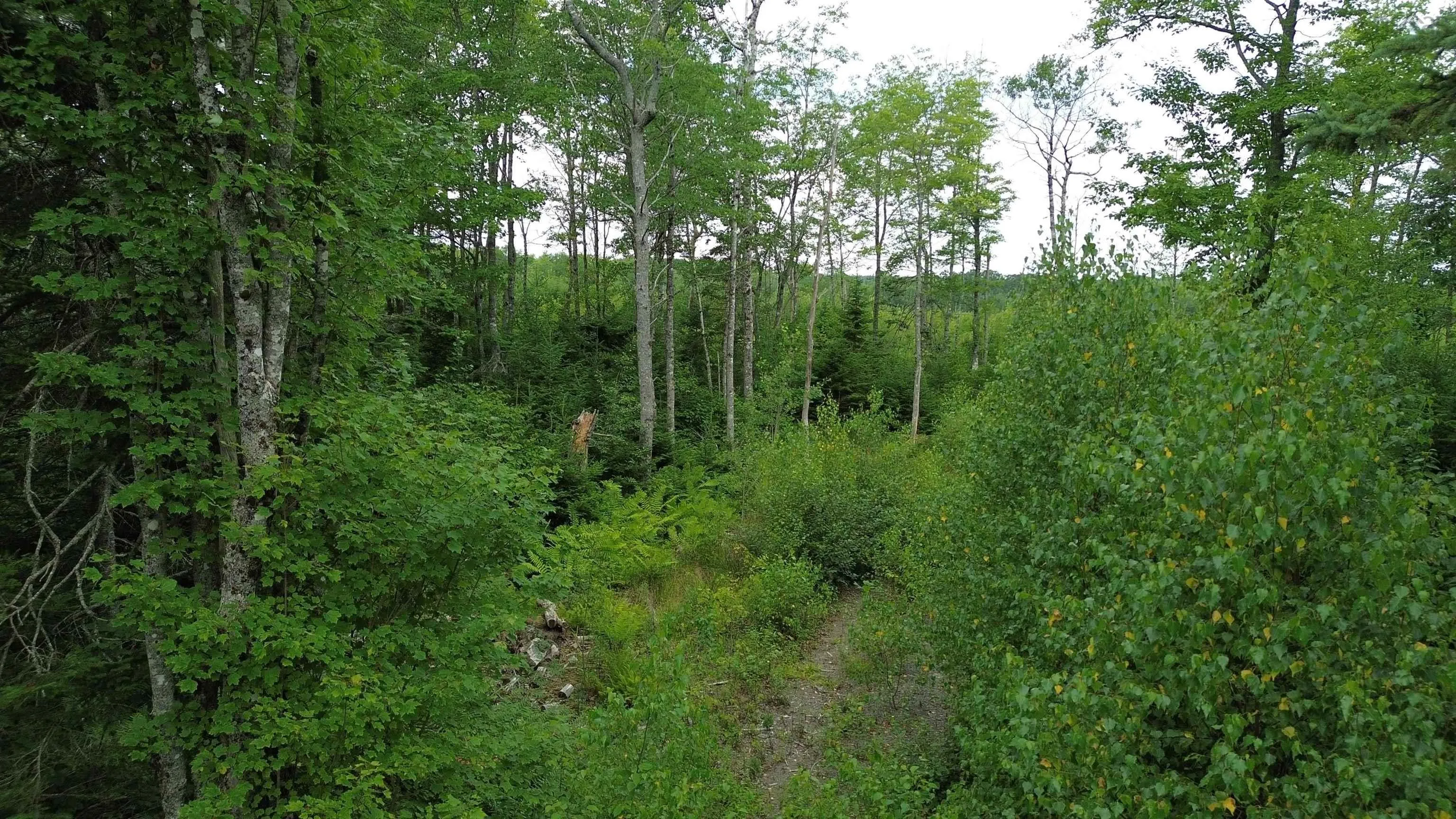 Peck Meadow Road Lot 7, Greenfield, NS B4P 2R1, ,Land,For Sale,Peck Meadow,202519081