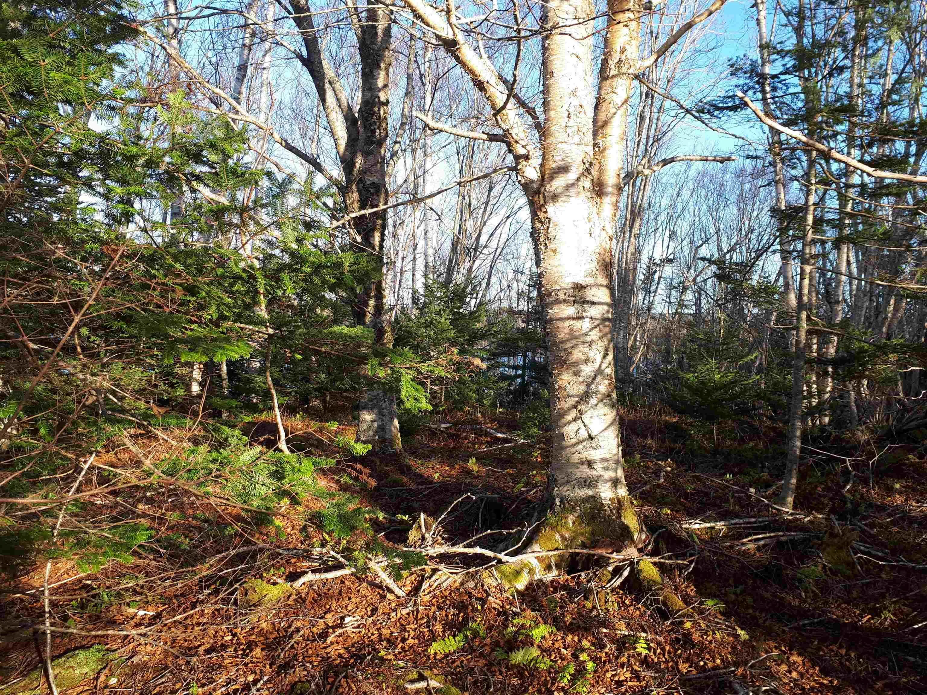 Lot 18 Torus Dr, Macnabs Cove, NS B0E 3B0, ,Land,For Sale,Torus Dr,202516725