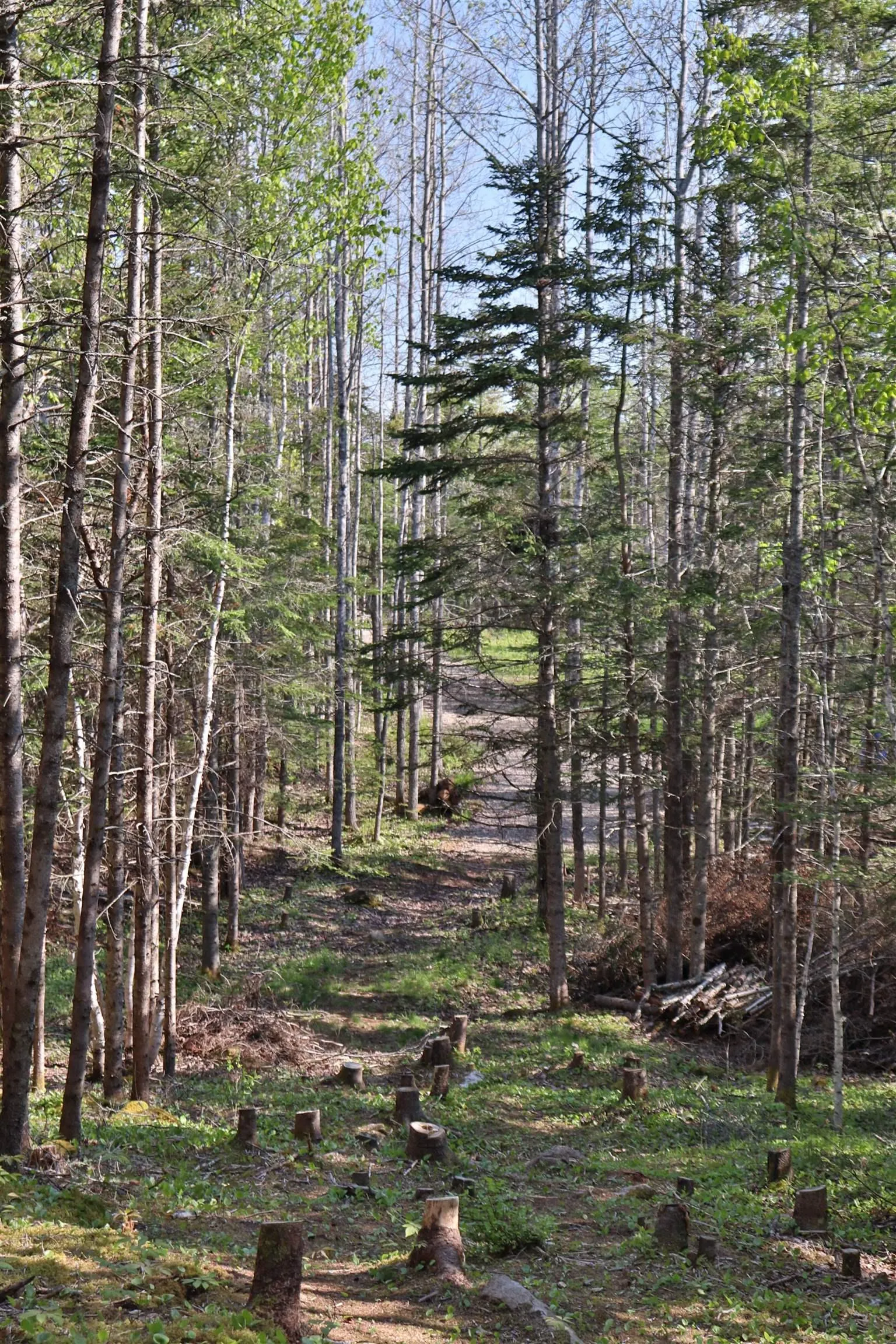 Lot Forest Glade Road, Forest Glade, NS B0S 1N0, ,Land,For Sale,Lot Forest Glade,202512862