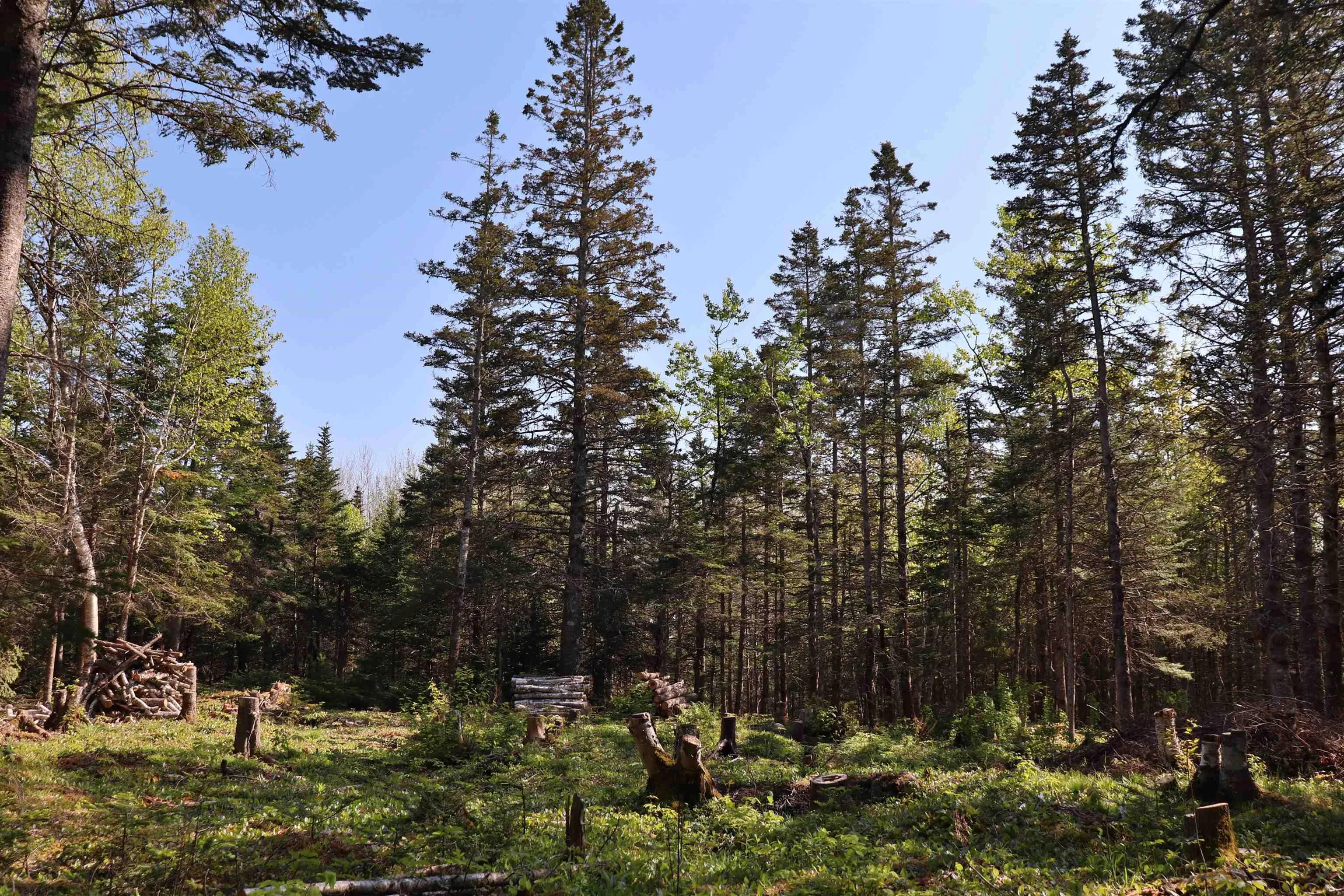 Lot Forest Glade Road, Forest Glade, NS B0S 1N0, ,Land,For Sale,Lot Forest Glade,202512862