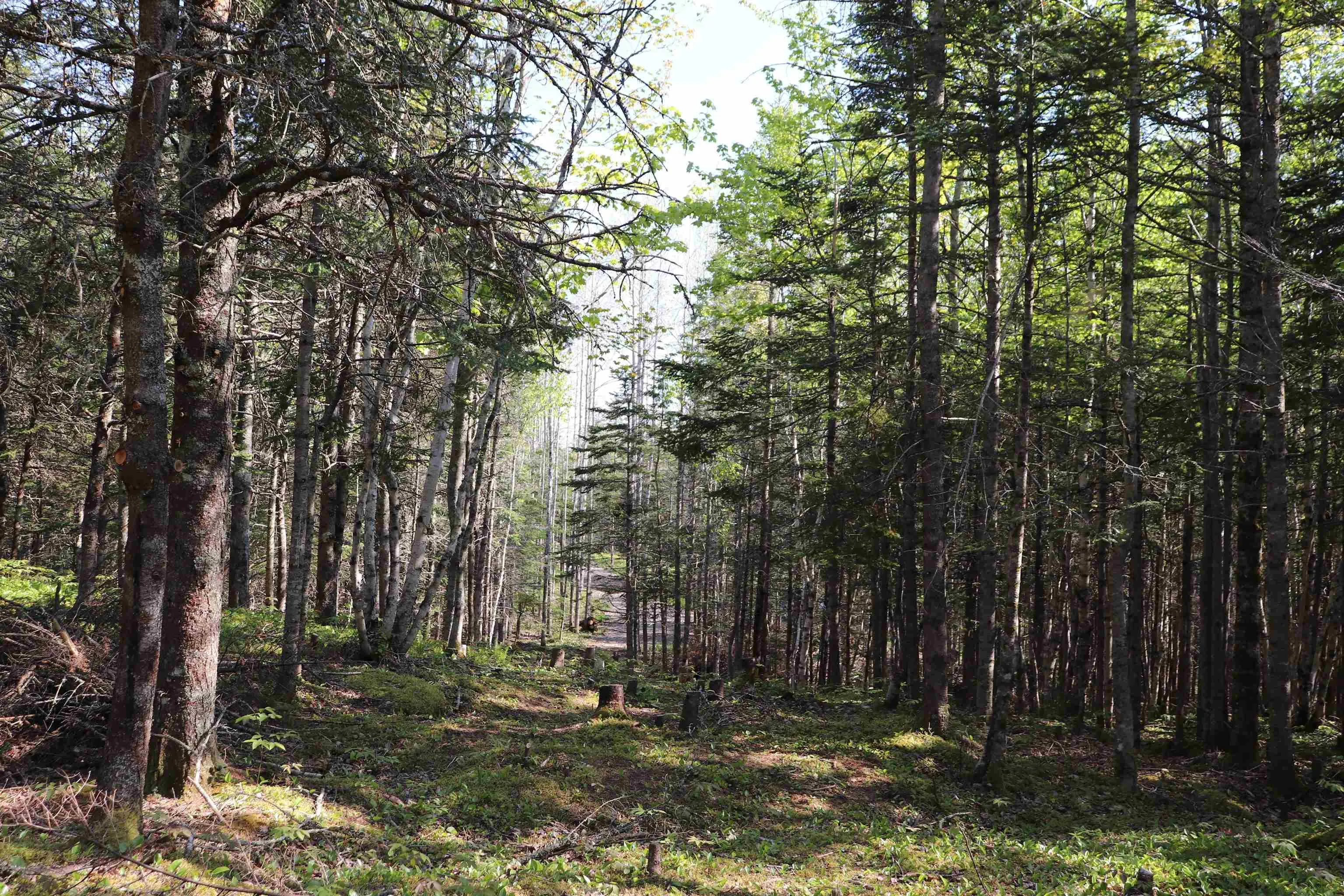 Lot Forest Glade Road, Forest Glade, NS B0S 1N0, ,Land,For Sale,Lot Forest Glade,202512862