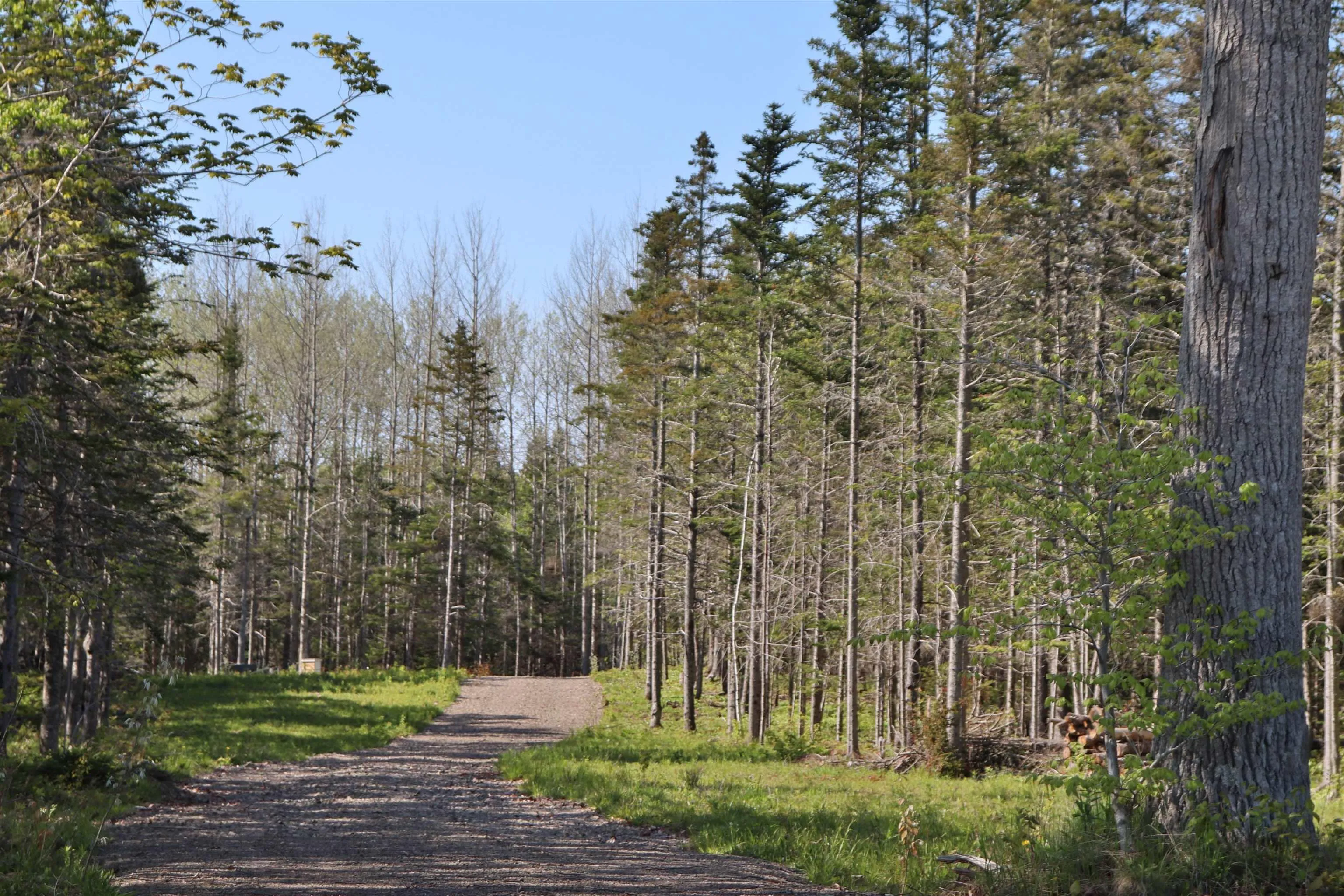 Lot Forest Glade Road, Forest Glade, NS B0S 1N0, ,Land,For Sale,Lot Forest Glade,202512862