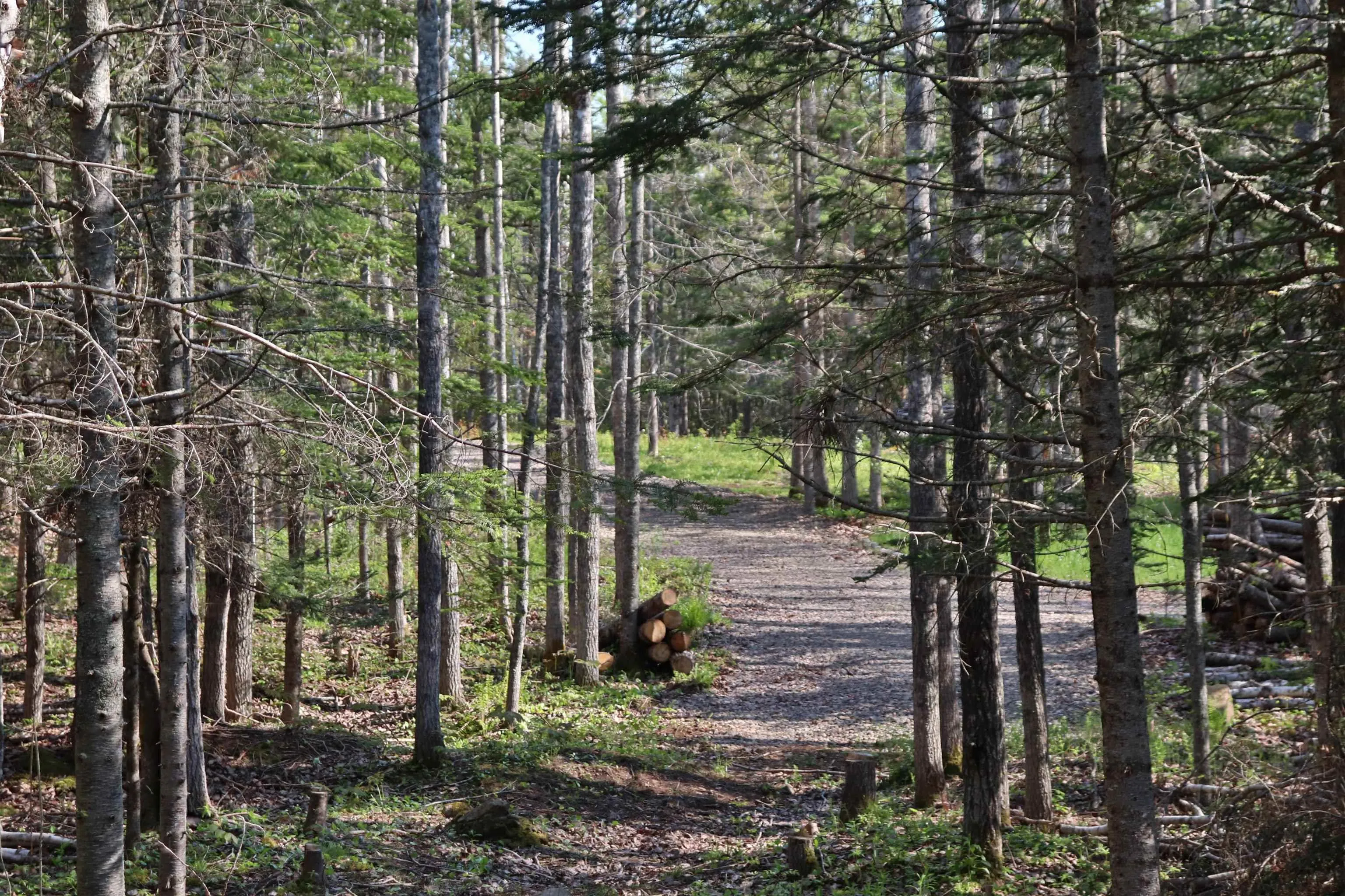 Lot Forest Glade Road, Forest Glade, NS B0S 1N0, ,Land,For Sale,Lot Forest Glade,202512862