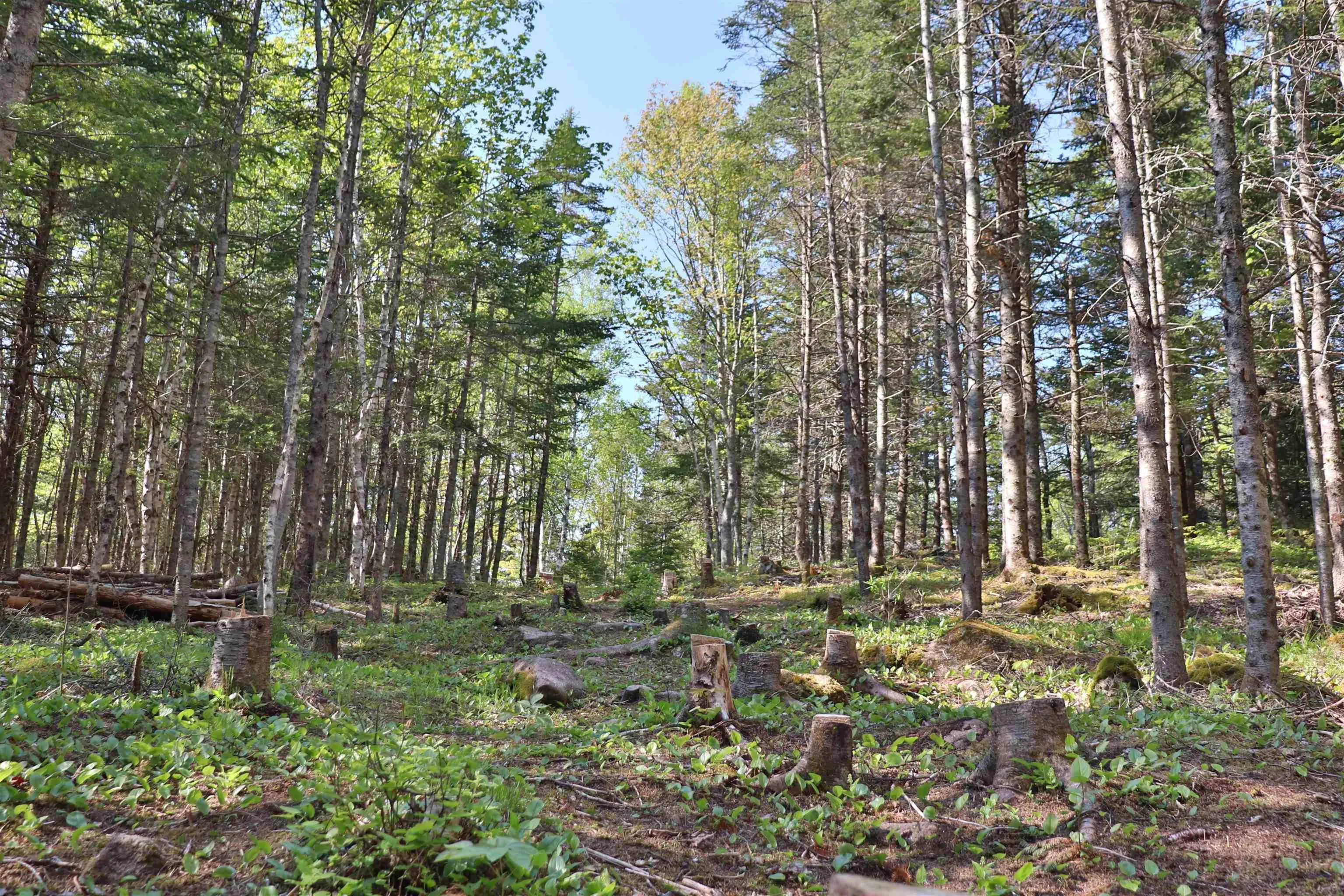 Lot Forest Glade Road, Forest Glade, NS B0S 1N0, ,Land,For Sale,Lot Forest Glade,202512862