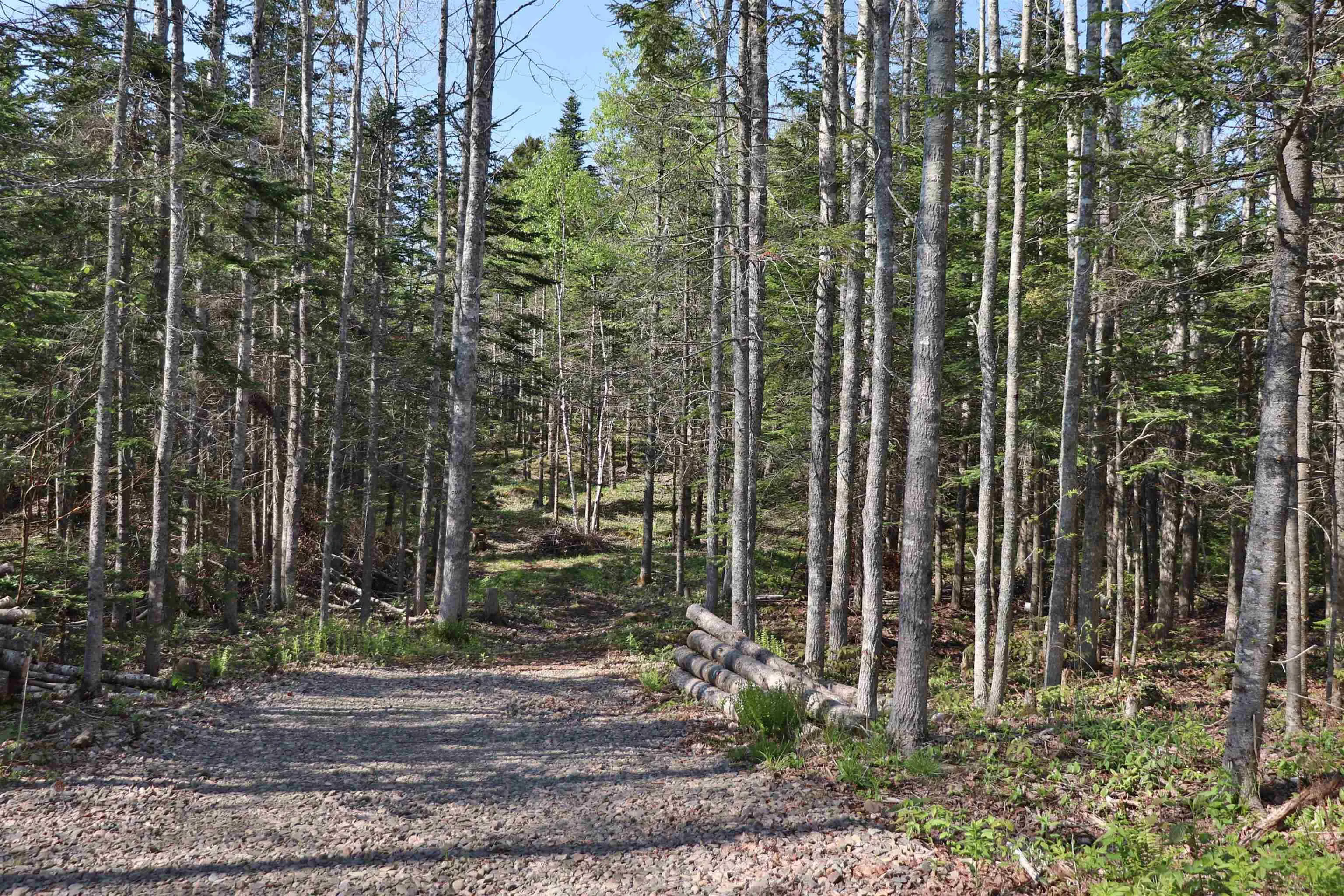 Lot Forest Glade Road, Forest Glade, NS B0S 1N0, ,Land,For Sale,Lot Forest Glade,202512862