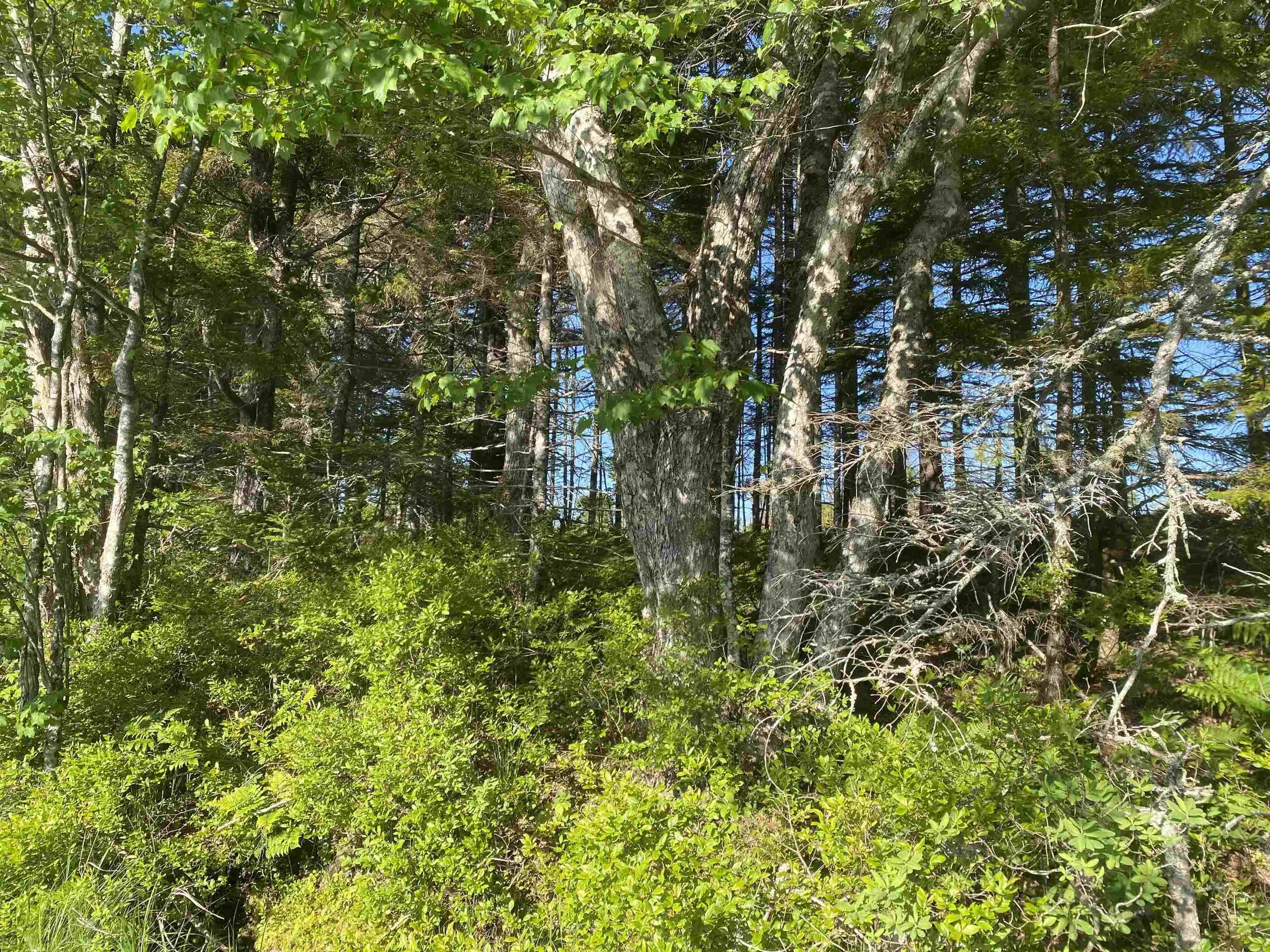 Bull Lake Road, Concession Ns B0w 1m0, ,Land,For Sale,Bull Lake,202500521