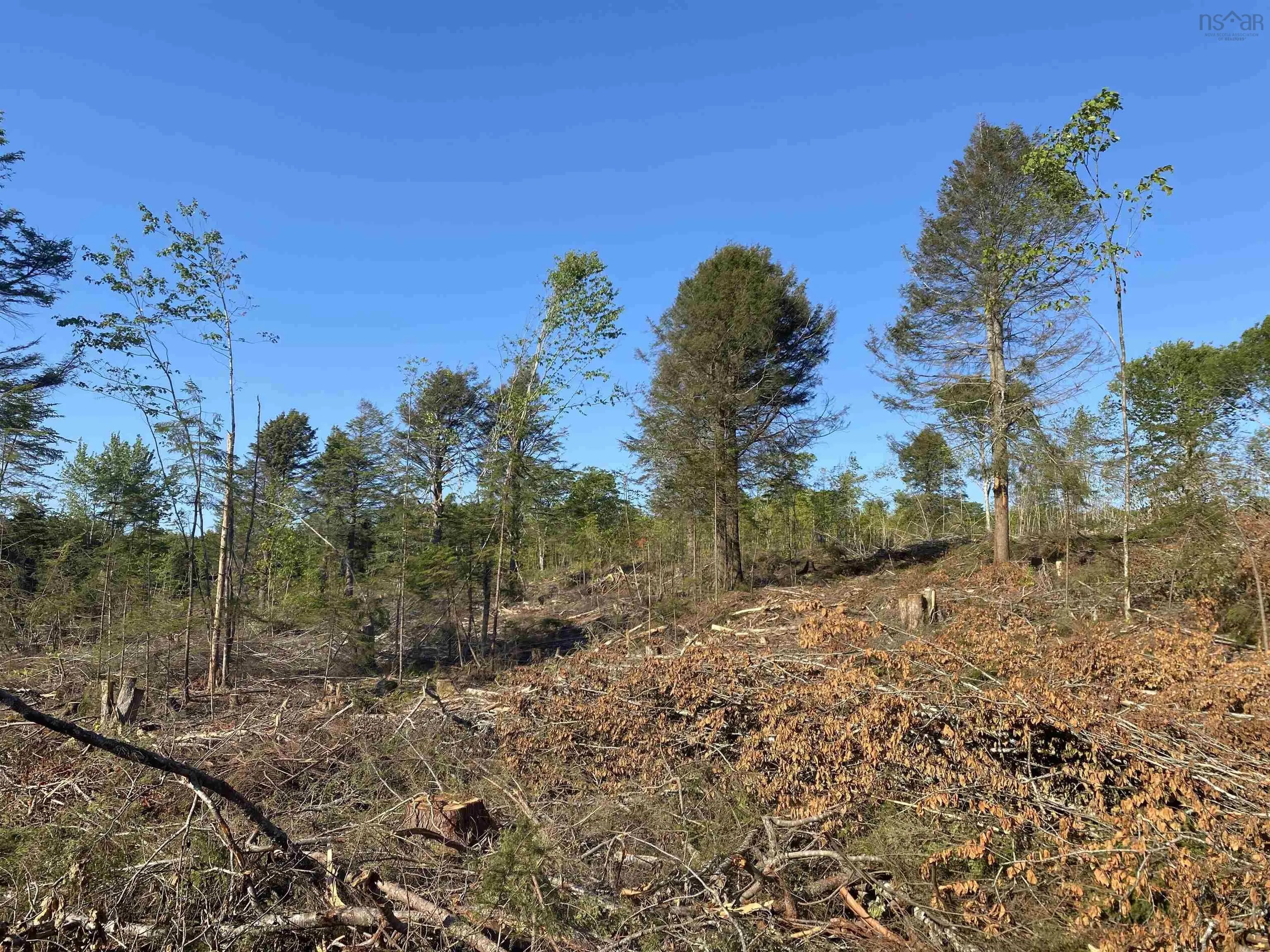 Bull Lake Road, Concession Ns B0w 1m0, ,Land,For Sale,Bull Lake,202500521
