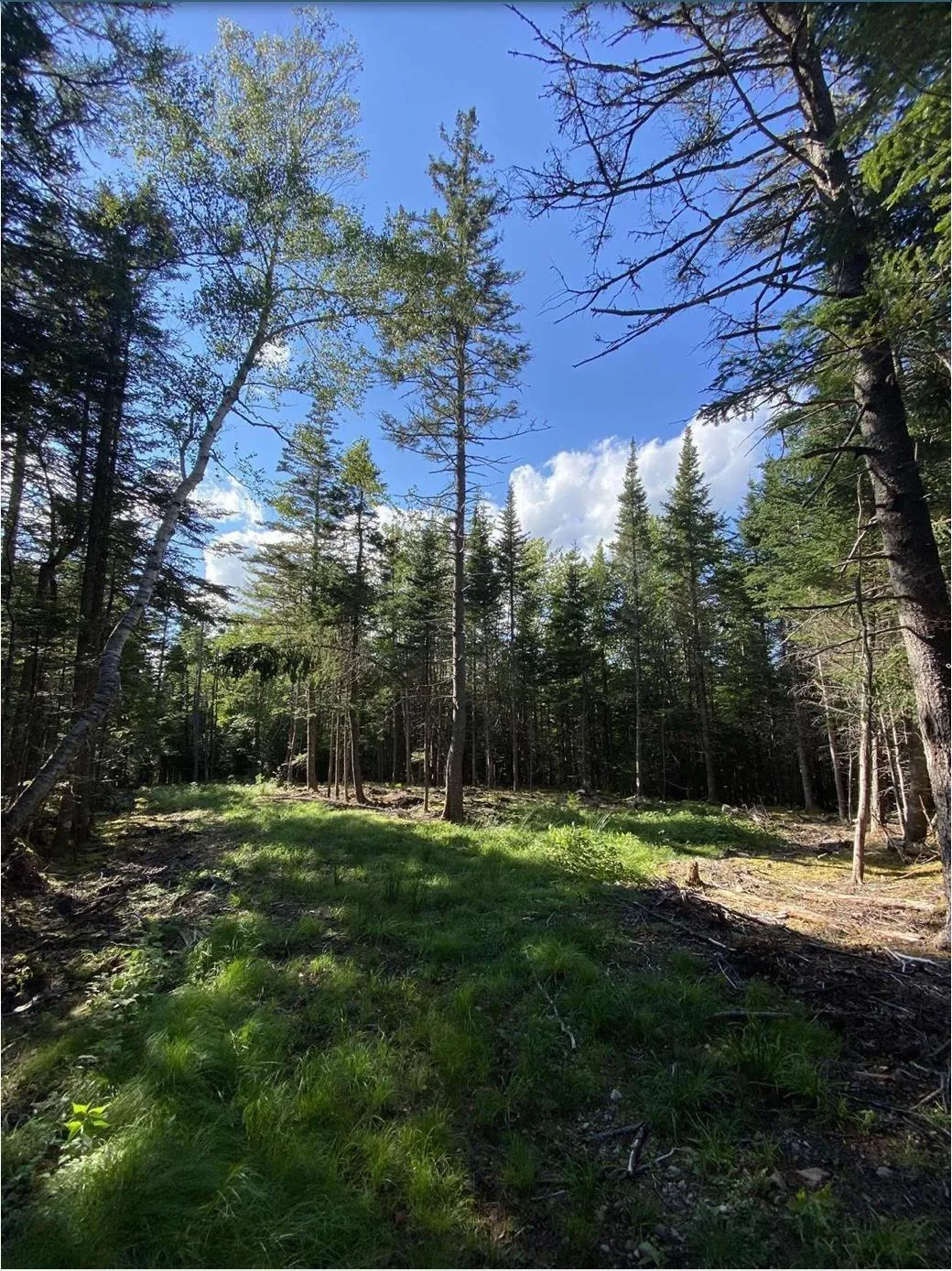 Lot No. 4 Highway, River Bourgeois, NS B0E 2X0, ,Land,For Sale,No. 4 Highway,202523061