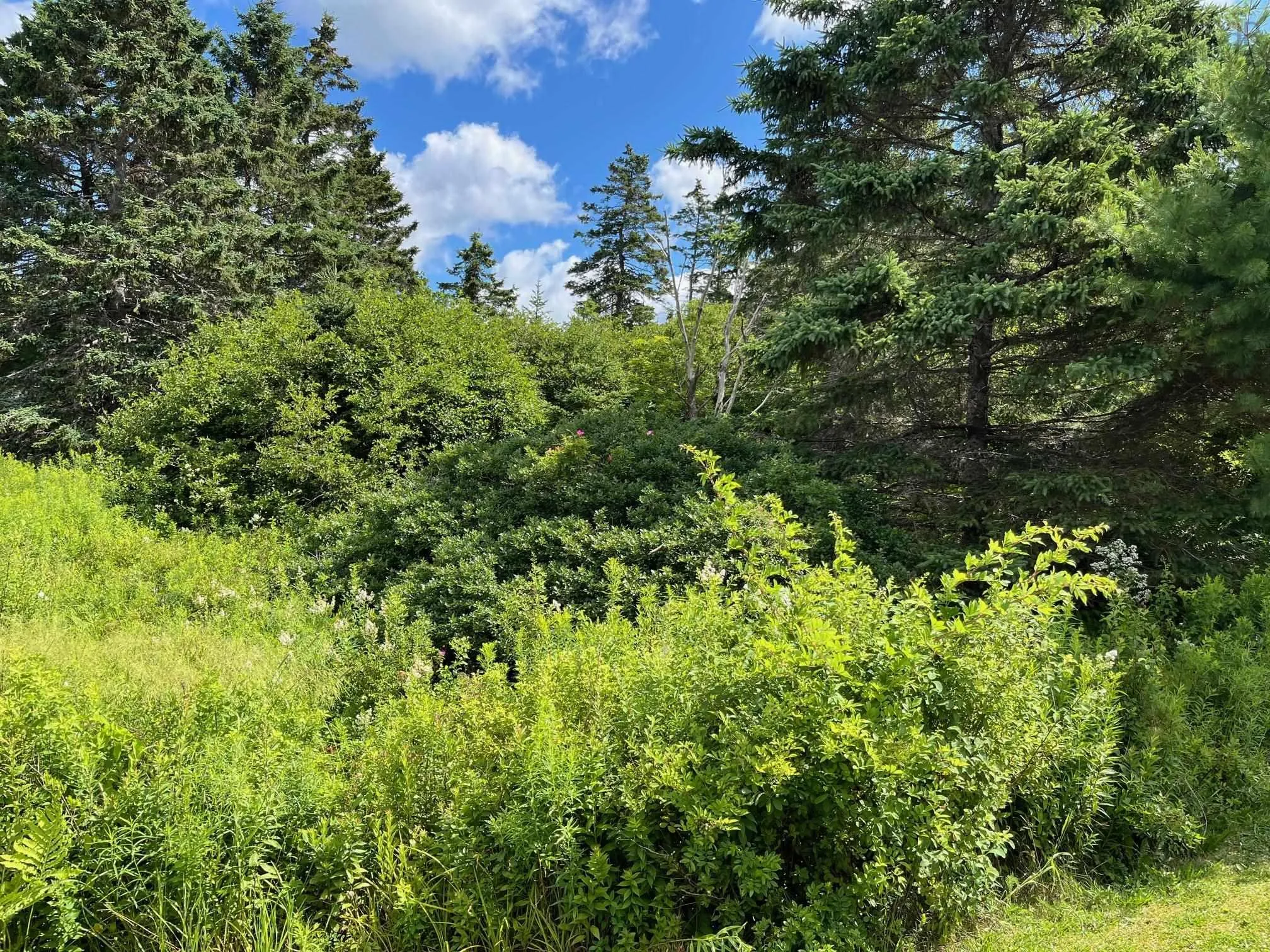 Lot 1 East Chezzetcook Road, East Chezzetcook, NS B0J 2L0, ,Land,For Sale,East Chezzetcook,202518381