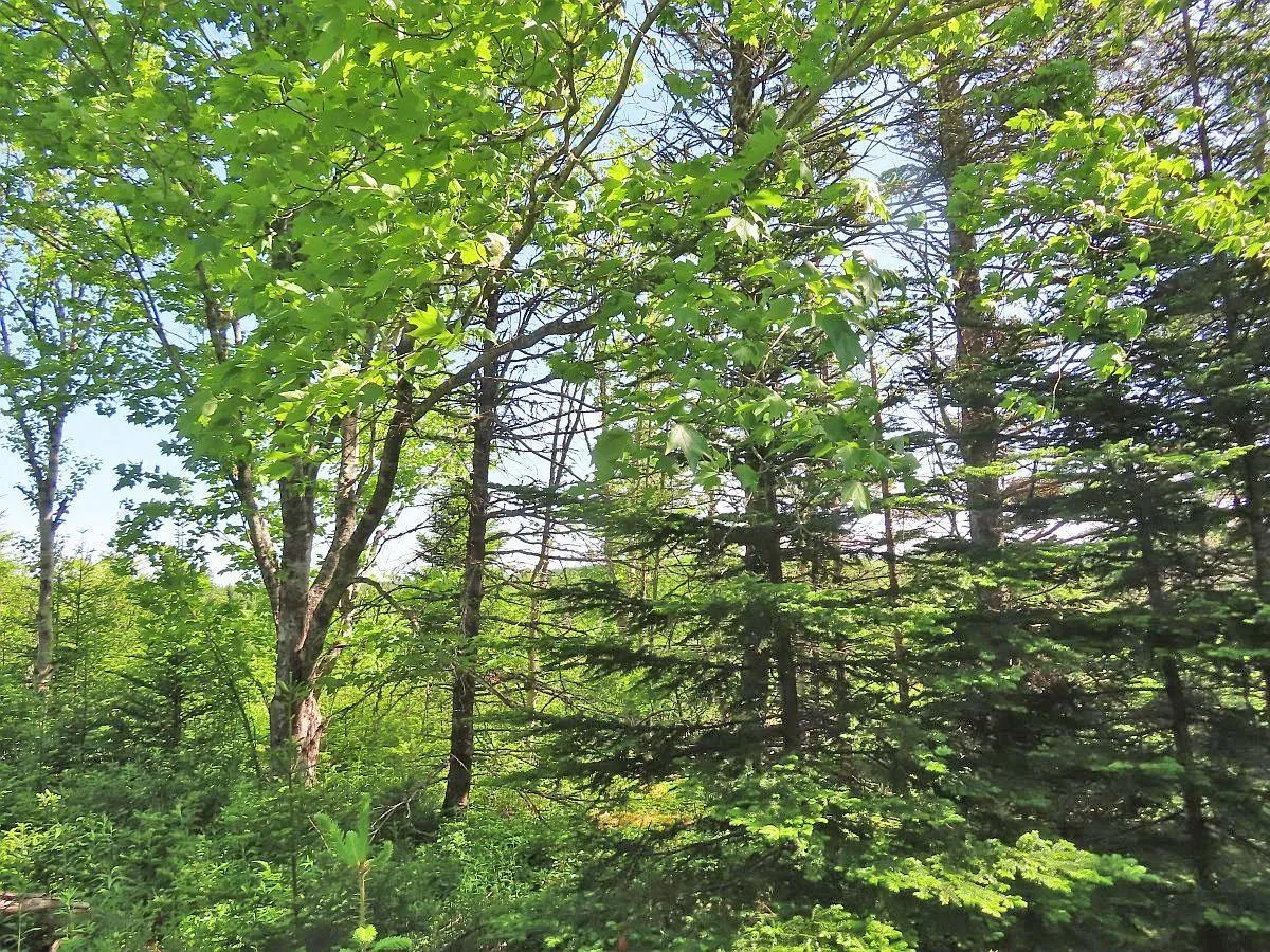 Lot 2 Old Trunk 4 Highway, Soldiers Cove Ns B0e 3b0, ,Land,For Sale,Old Trunk 4,202415357