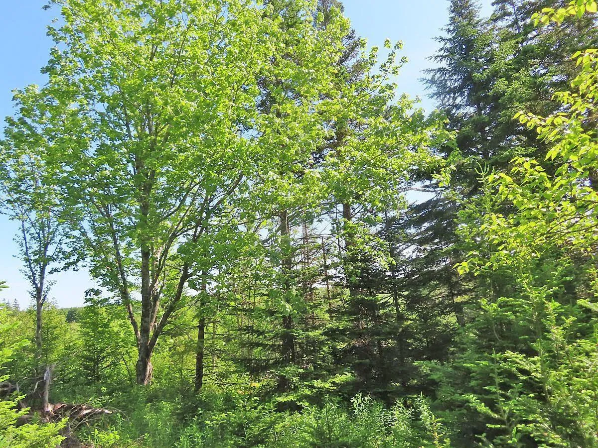 Lot 2 Old Trunk 4 Highway, Soldiers Cove Ns B0e 3b0, ,Land,For Sale,Old Trunk 4,202415357