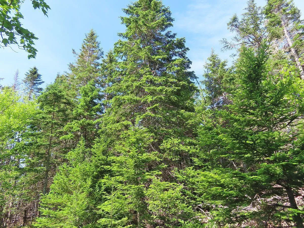 Lot 2 Old Trunk 4 Highway, Soldiers Cove Ns B0e 3b0, ,Land,For Sale,Old Trunk 4,202415357