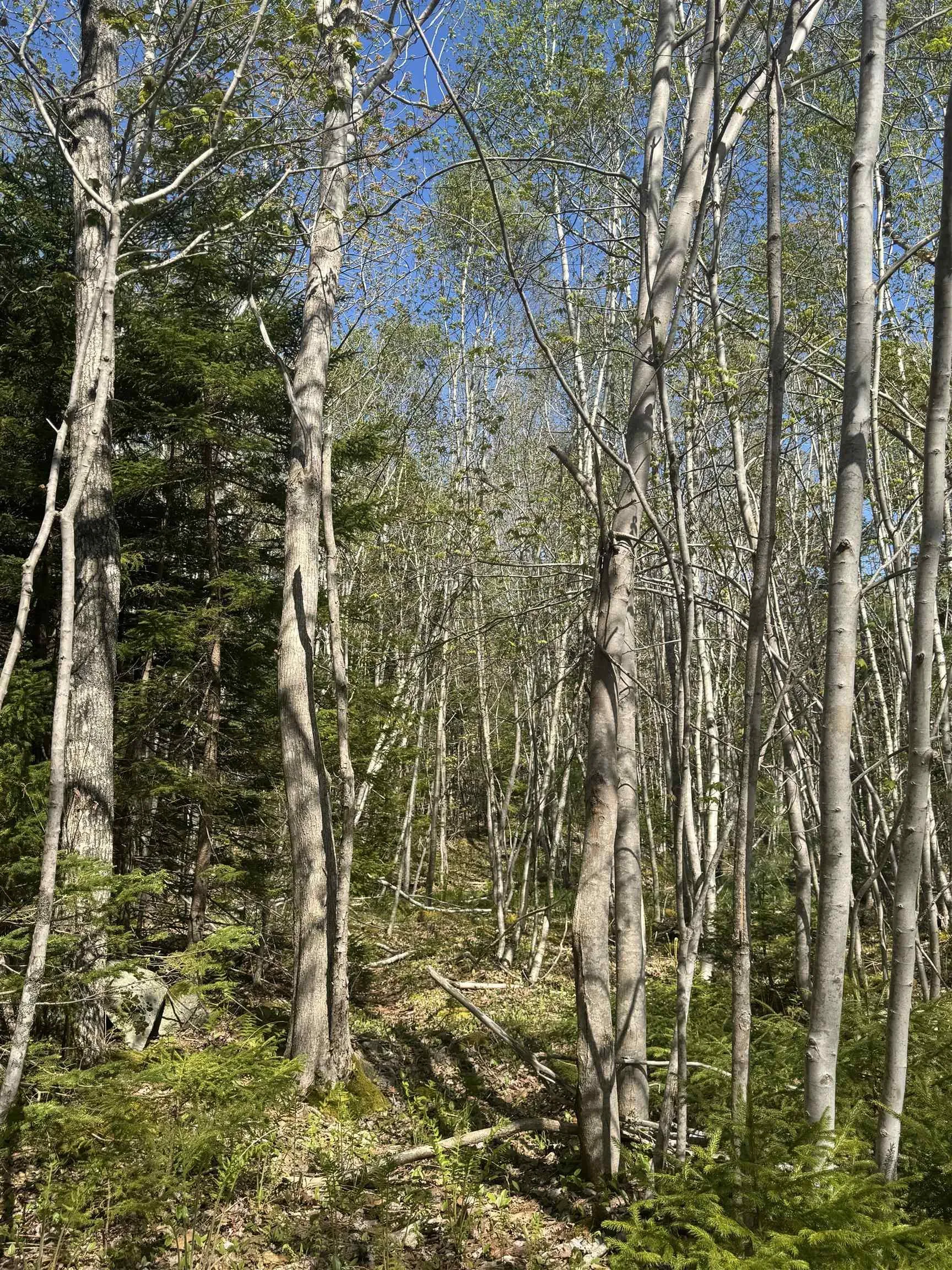 Pid#70083050 James Street, Brooklyn Ns B0j 1h0, ,Land,For Sale,(Pid 70083050) James,202509019