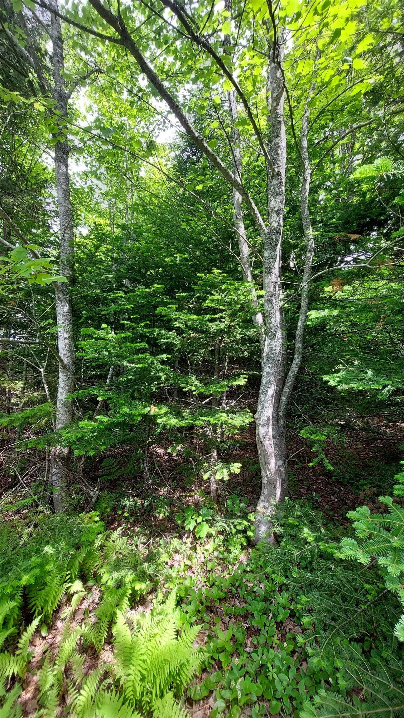 Lot 22 Kopylov Lane, Kempt Road, NS B0E 1J0, ,Land,For Sale,Kopylov Lane,202514957