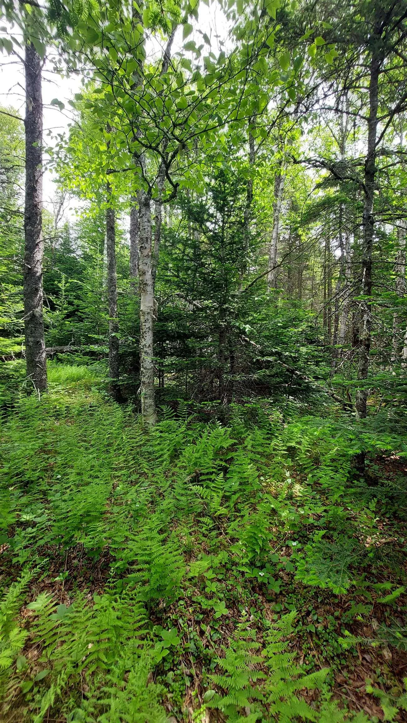 Lot 22 Kopylov Lane, Kempt Road, NS B0E 1J0, ,Land,For Sale,Kopylov Lane,202514957