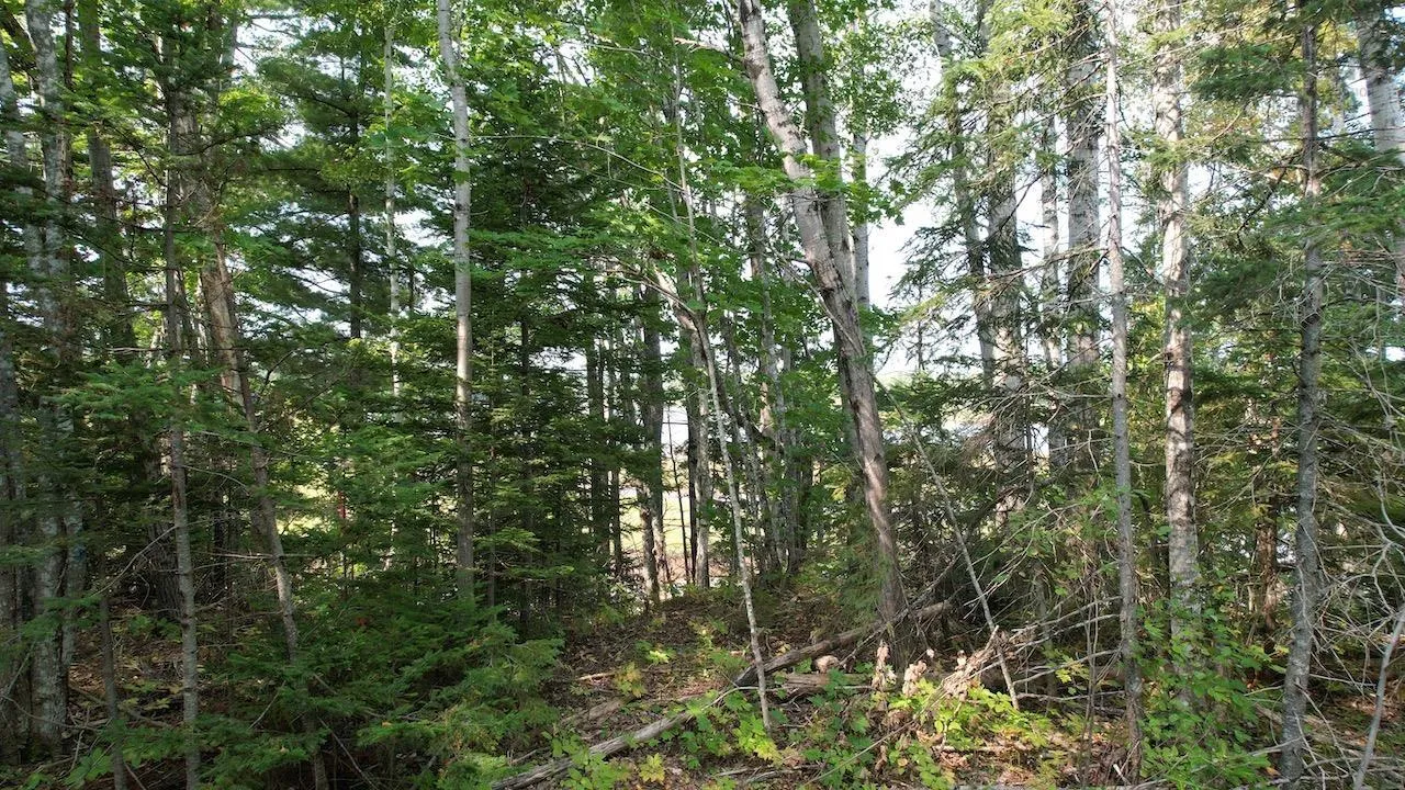 24-1 Highway 321 Highway, Roslin Ns B0m 1p0, ,Land,For Sale,Highway 321,202423007