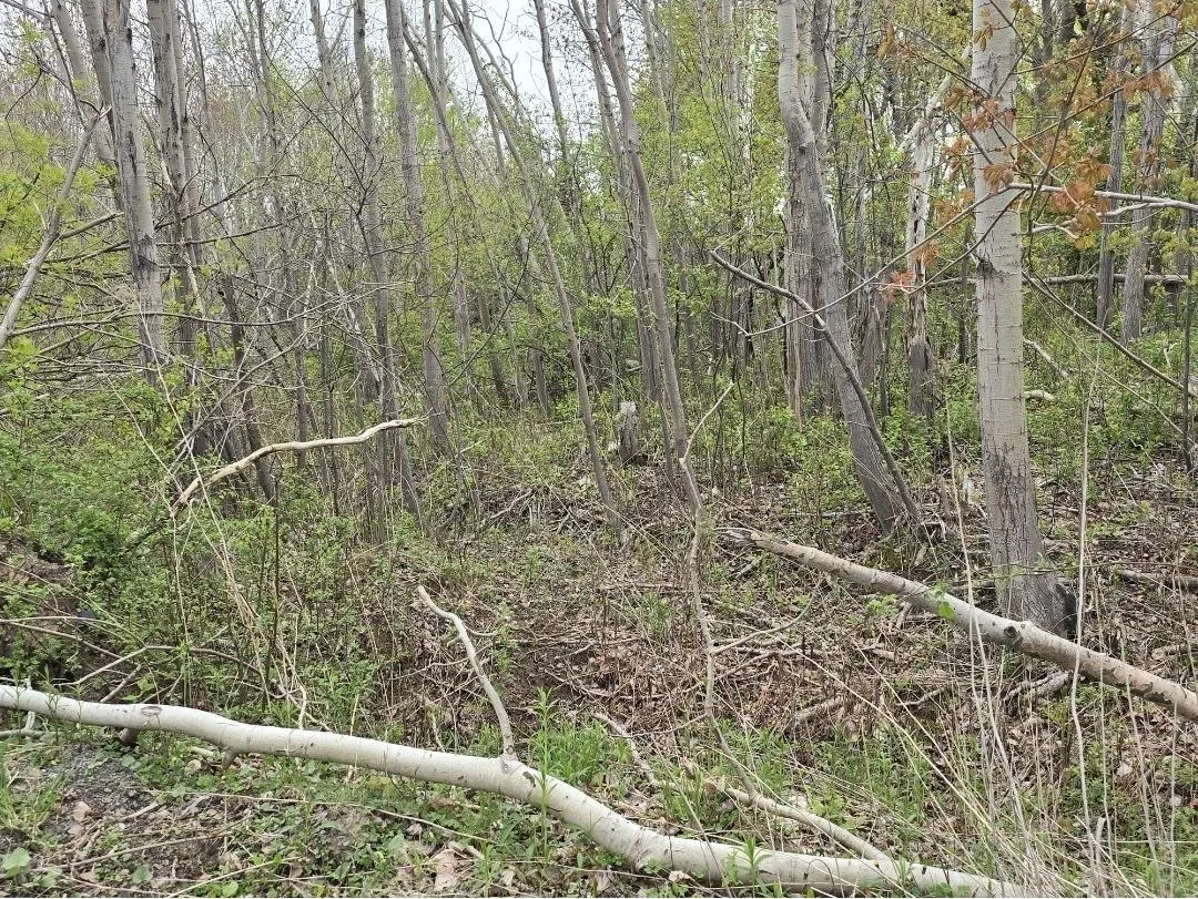 Brook Street Lot 2, Trenton, NS B0K 1X0, ,Land,For Sale,Brook Street,202512980