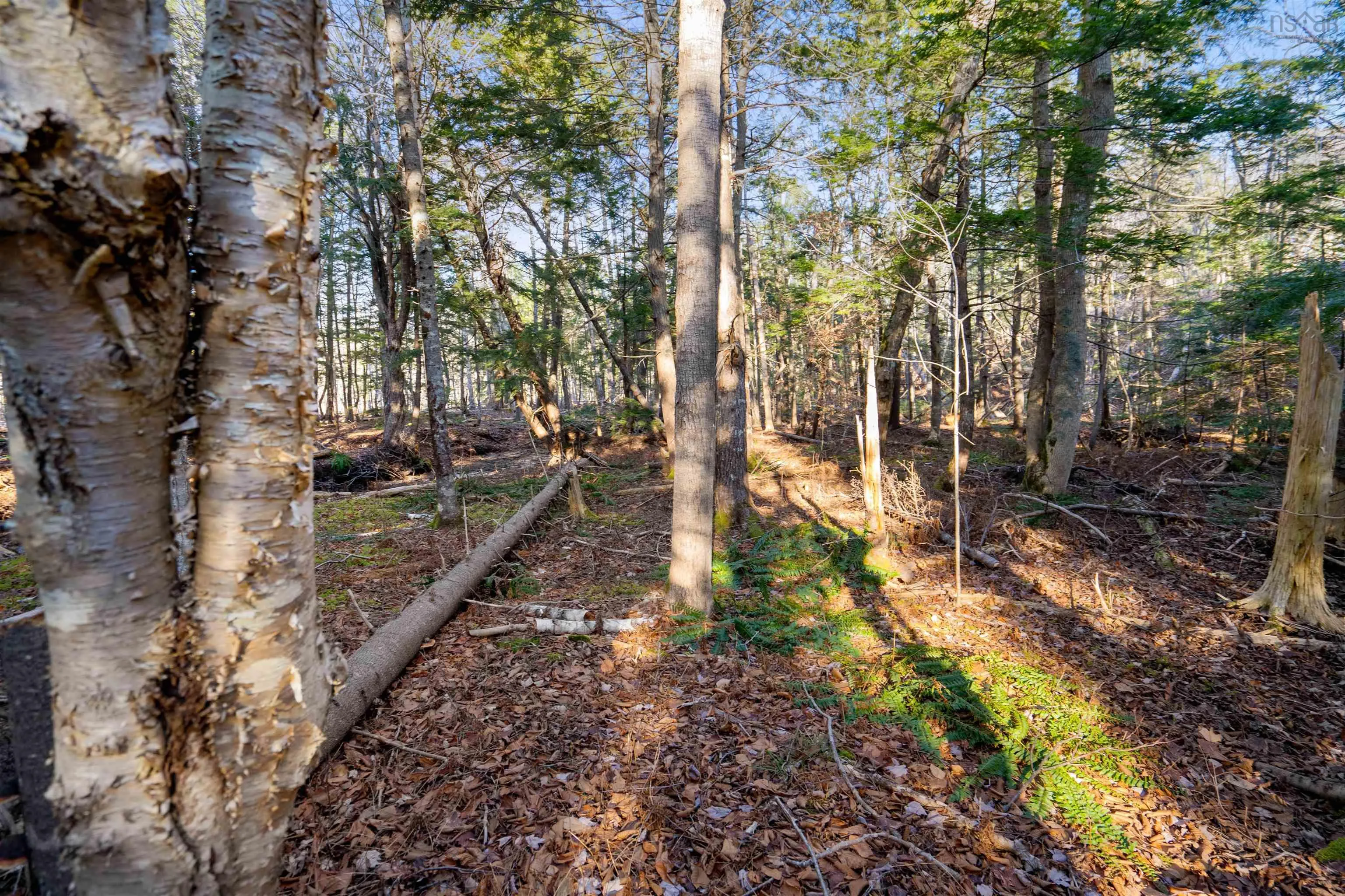Pine Tree Road, Pine Tree Ns B0k 1w0, ,Land,For Sale,Pine Tree Road,202428375