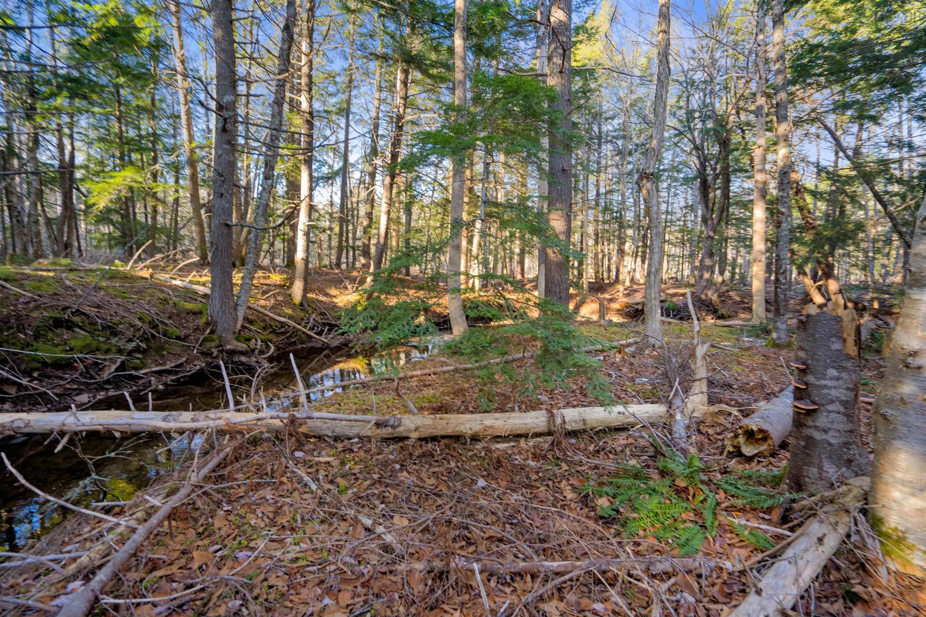 Pine Tree Road, Pine Tree Ns B0k 1w0, ,Land,For Sale,Pine Tree Road,202428375