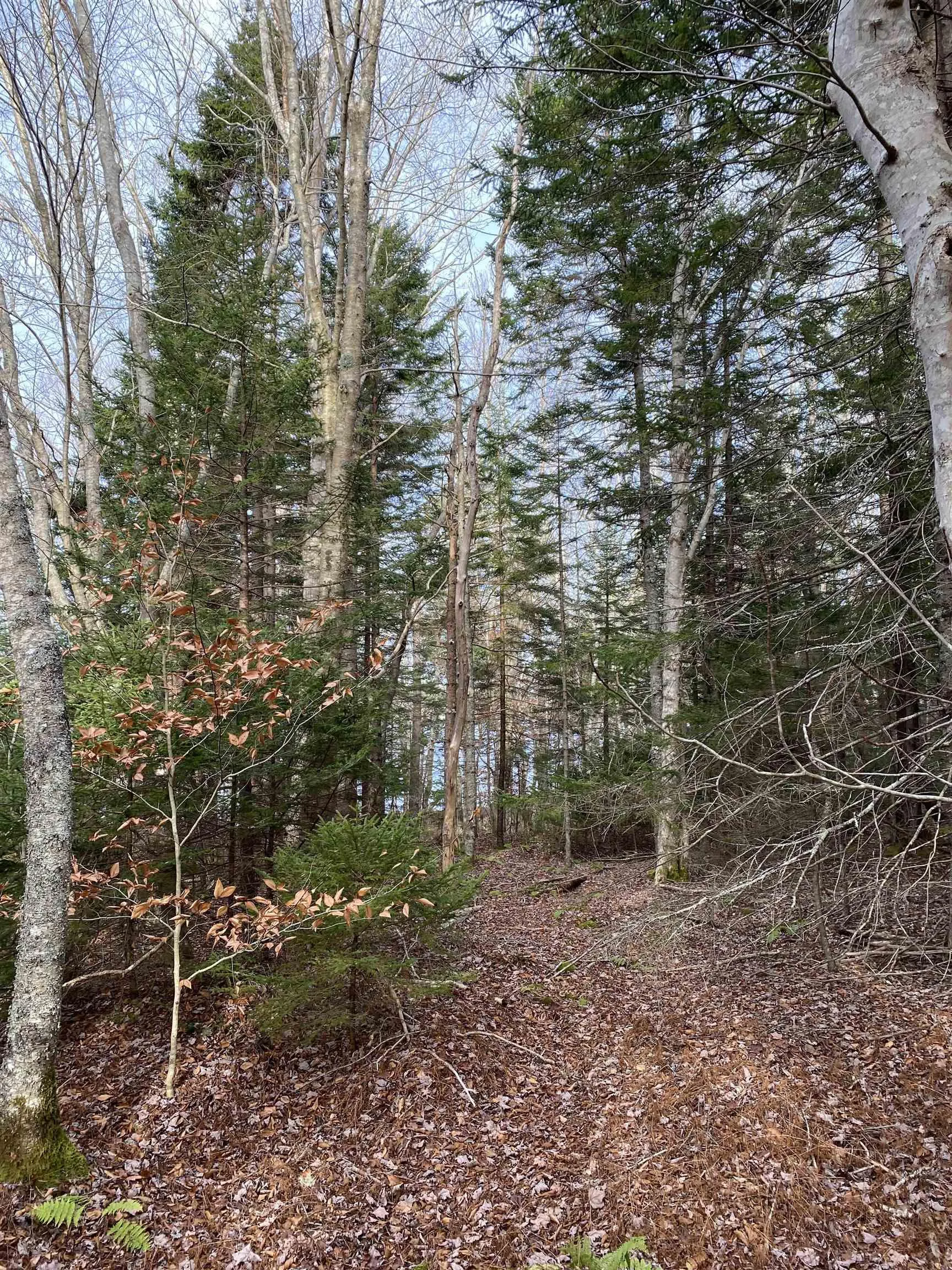 Grosses Coques Road Lot 3, Grosses Coques, NS B0W 3T0, ,Land,For Sale,Grosses Coques,202517678