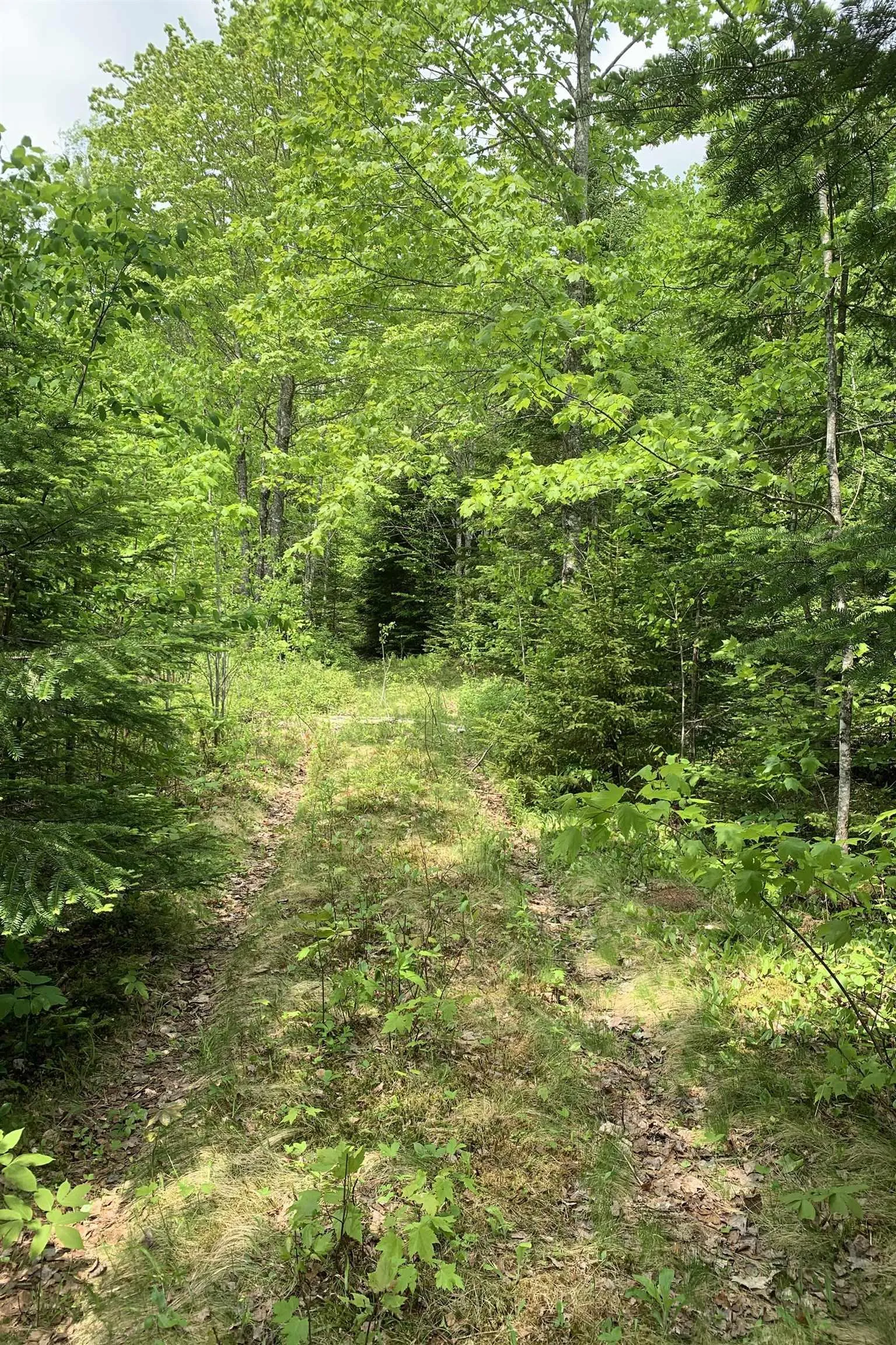 Highway 321 Lot 6, Roslin, NS B0K 1K0, ,Land,For Sale,Highway 321,202513193