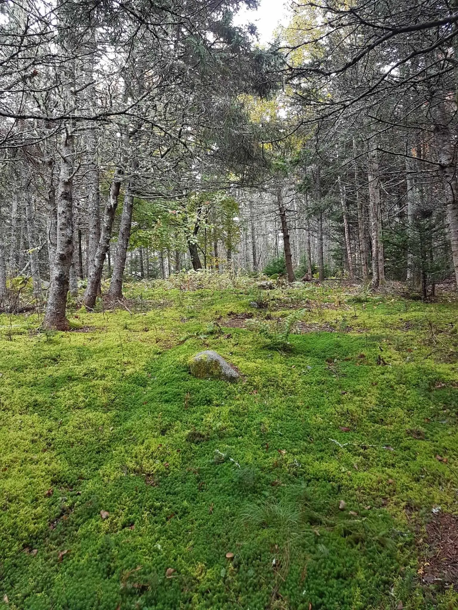 6989 Highway 16, Halfway Cove Ns B0h 1n0, 2 Bedrooms Bedrooms, ,Residential,For Sale,Highway 16,202509556