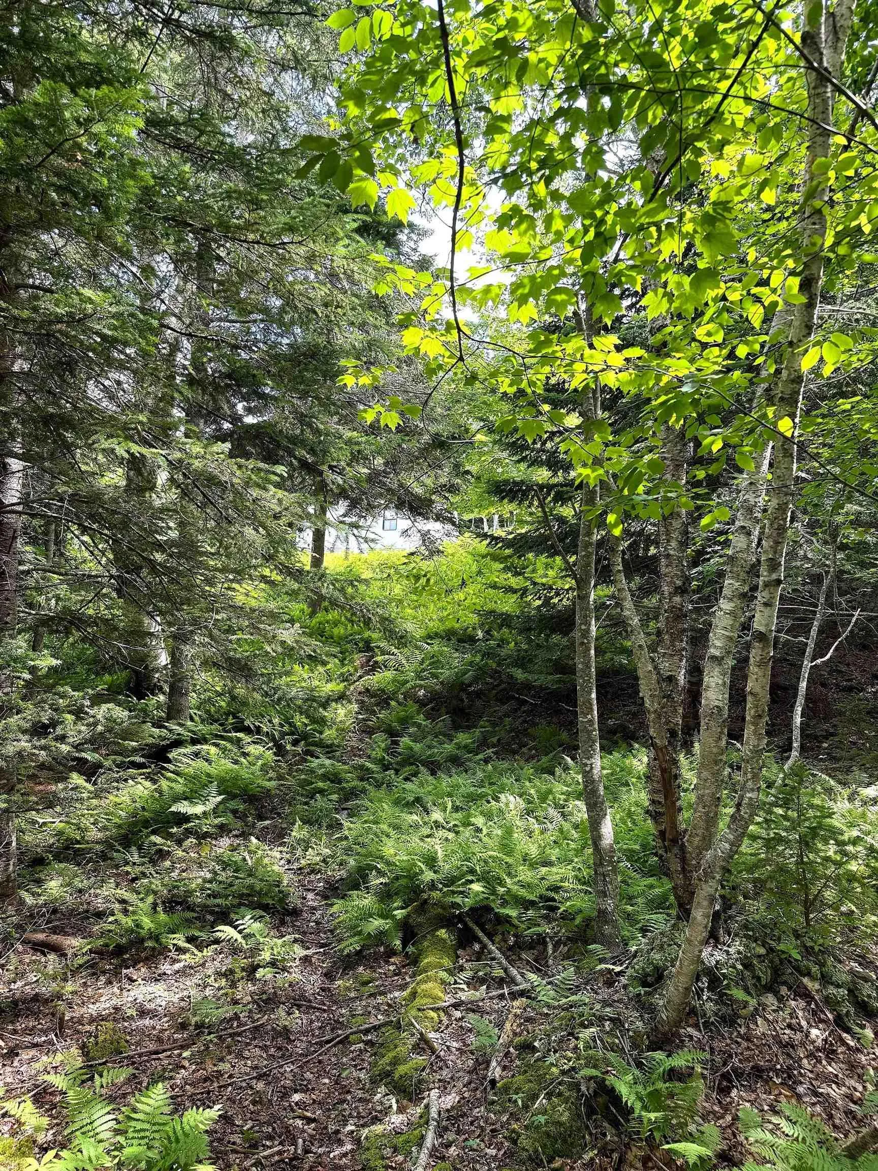 Nature Dream Boulevard, Roberta, NS B0E 3B0, ,Land,For Sale,Nature Dream Boulevard,202518494