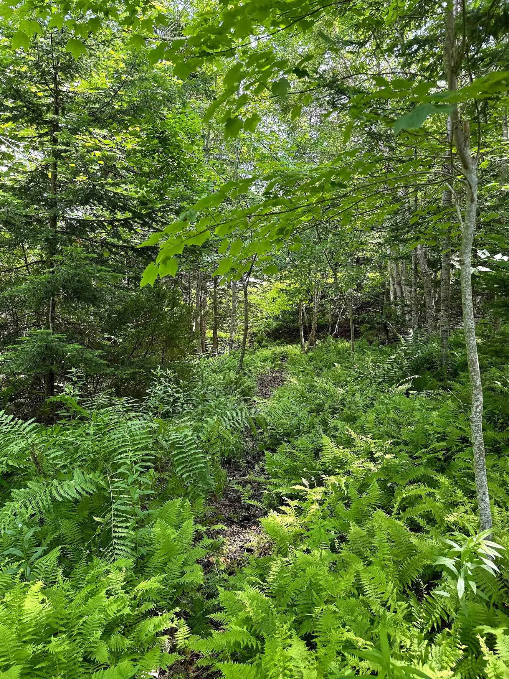 Nature Dream Boulevard, Roberta, NS B0E 3B0, ,Land,For Sale,Nature Dream Boulevard,202518494
