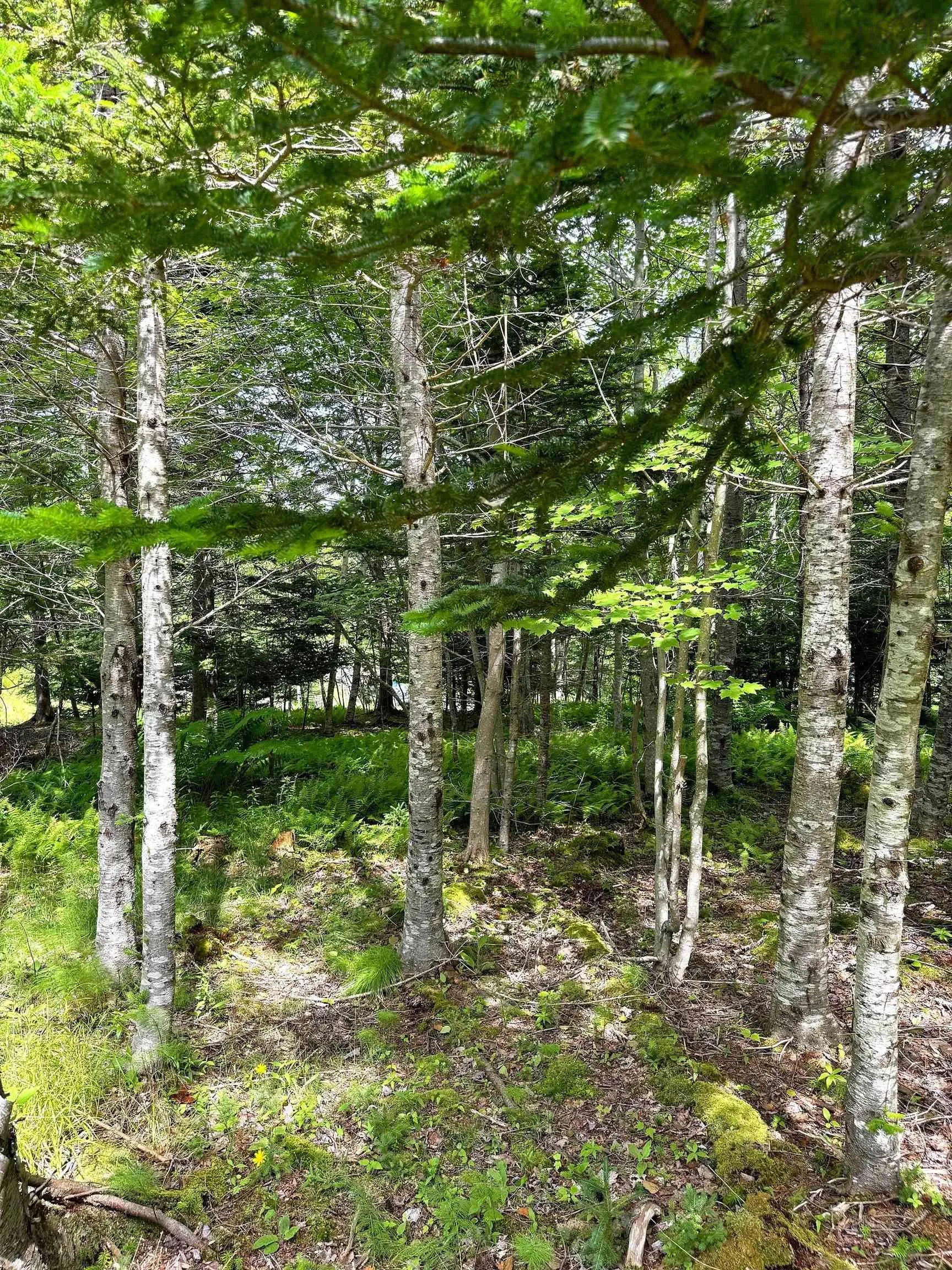 Nature Dream Boulevard, Roberta, NS B0E 3B0, ,Land,For Sale,Nature Dream Boulevard,202518494