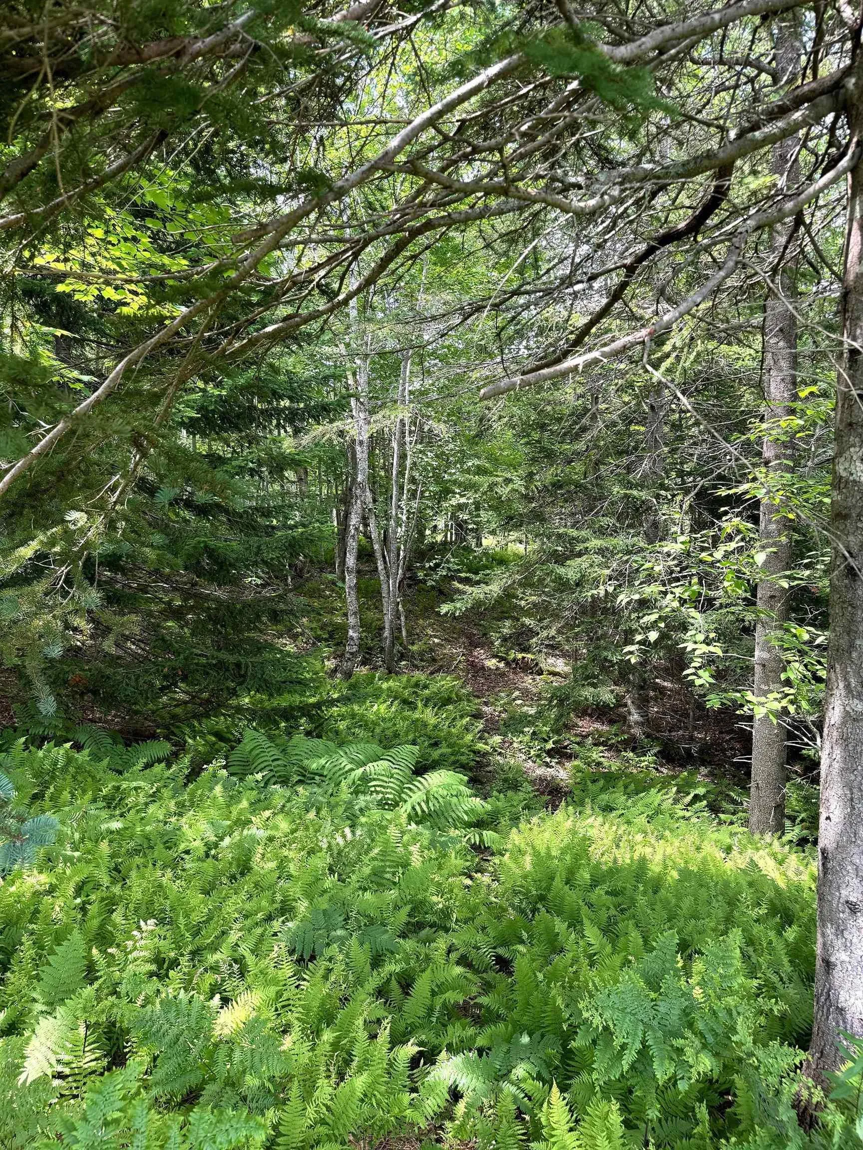 Nature Dream Boulevard, Roberta, NS B0E 3B0, ,Land,For Sale,Nature Dream Boulevard,202518494