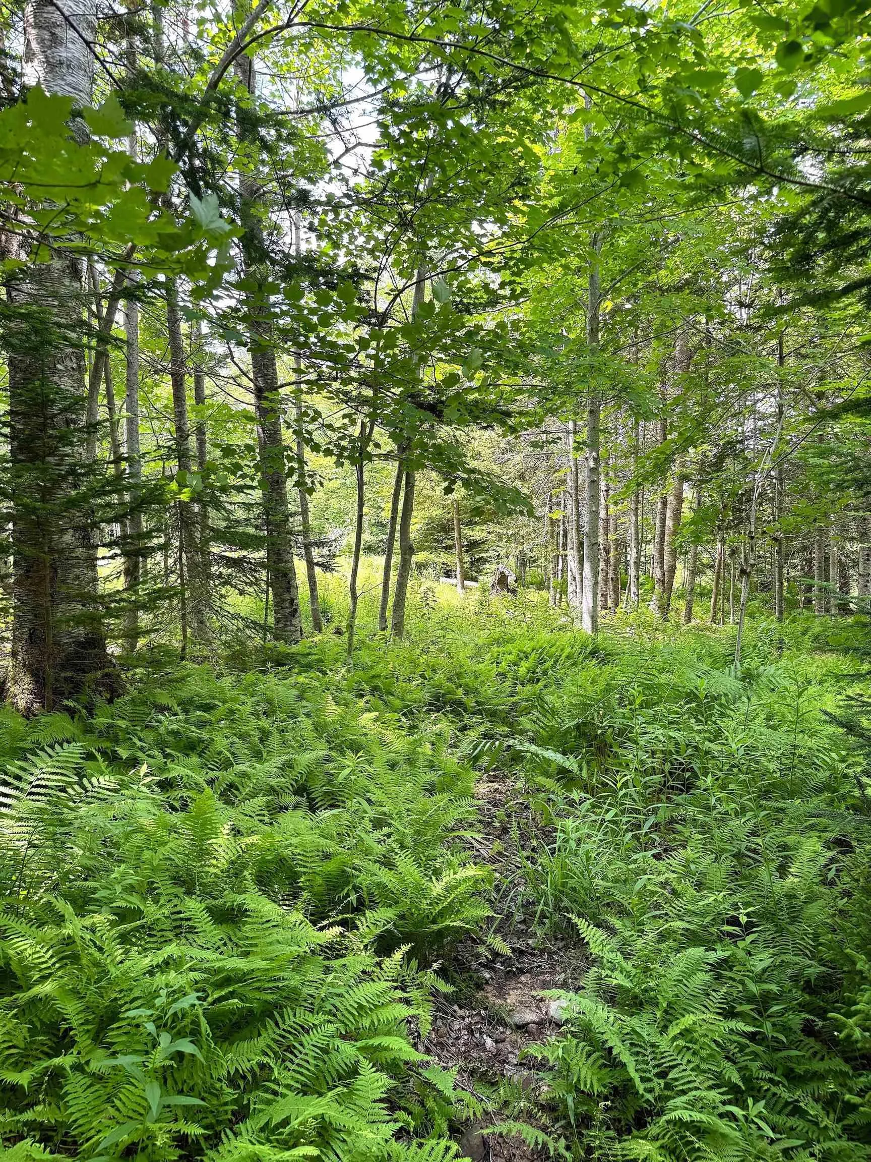 Nature Dream Boulevard, Roberta, NS B0E 3B0, ,Land,For Sale,Nature Dream Boulevard,202518494