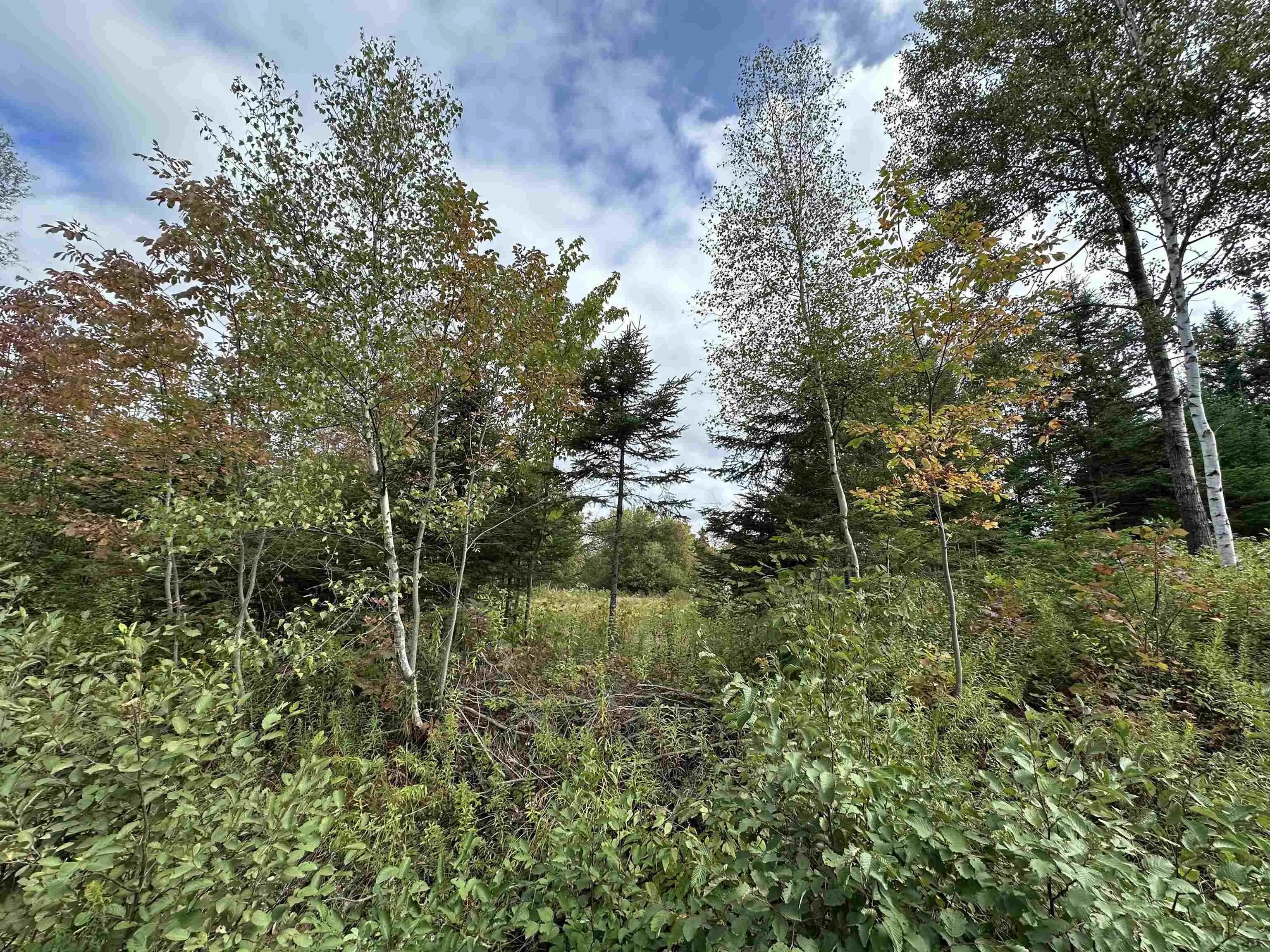 Lot A Kavanaugh Mill Road, Kavanaugh Mills, NS B0K 1V0, ,Land,For Sale,Kavanaugh Mill,202523262