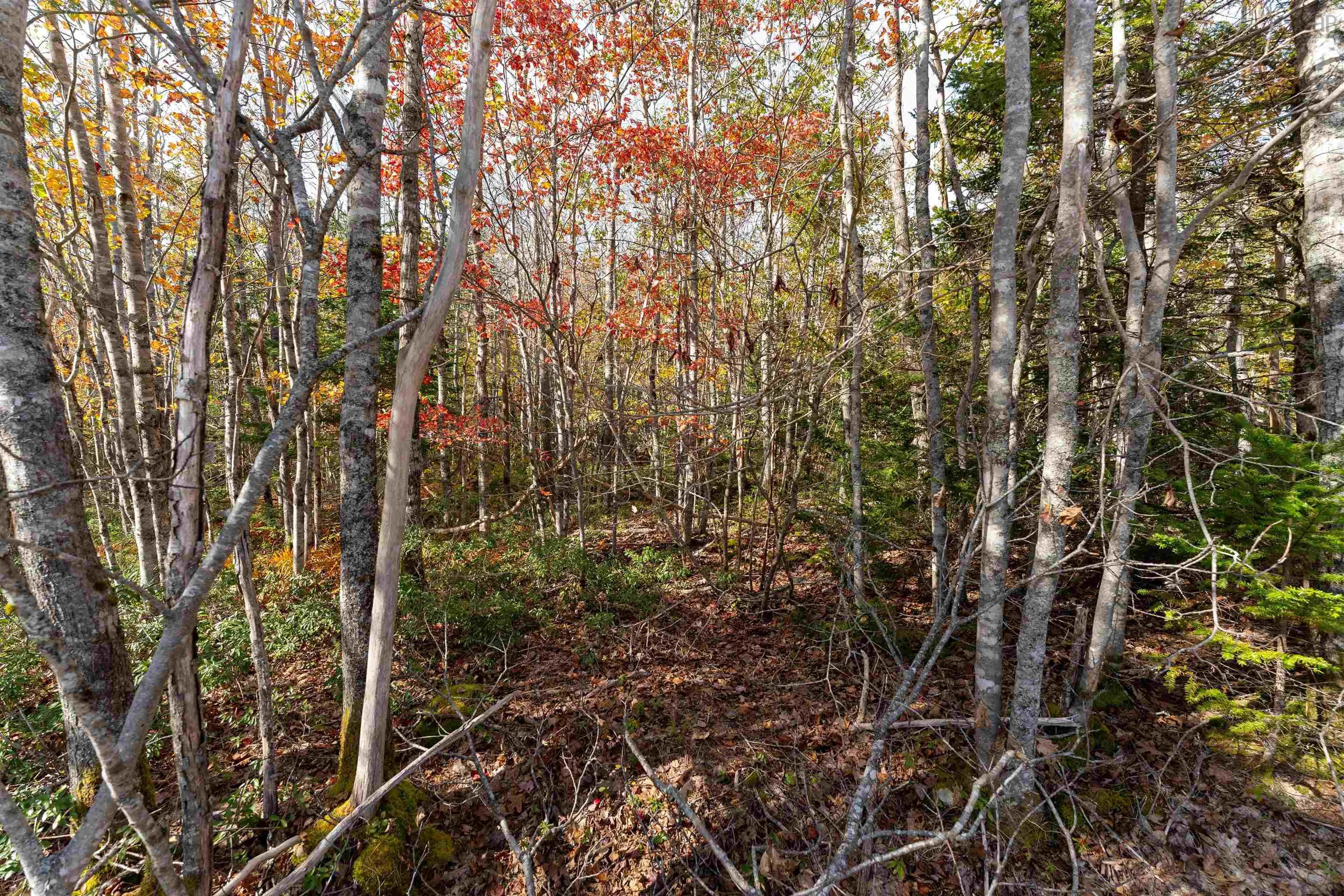 Morton Drive, Liverpool Ns B0t 1k0, ,Land,For Sale,Morton,202323386