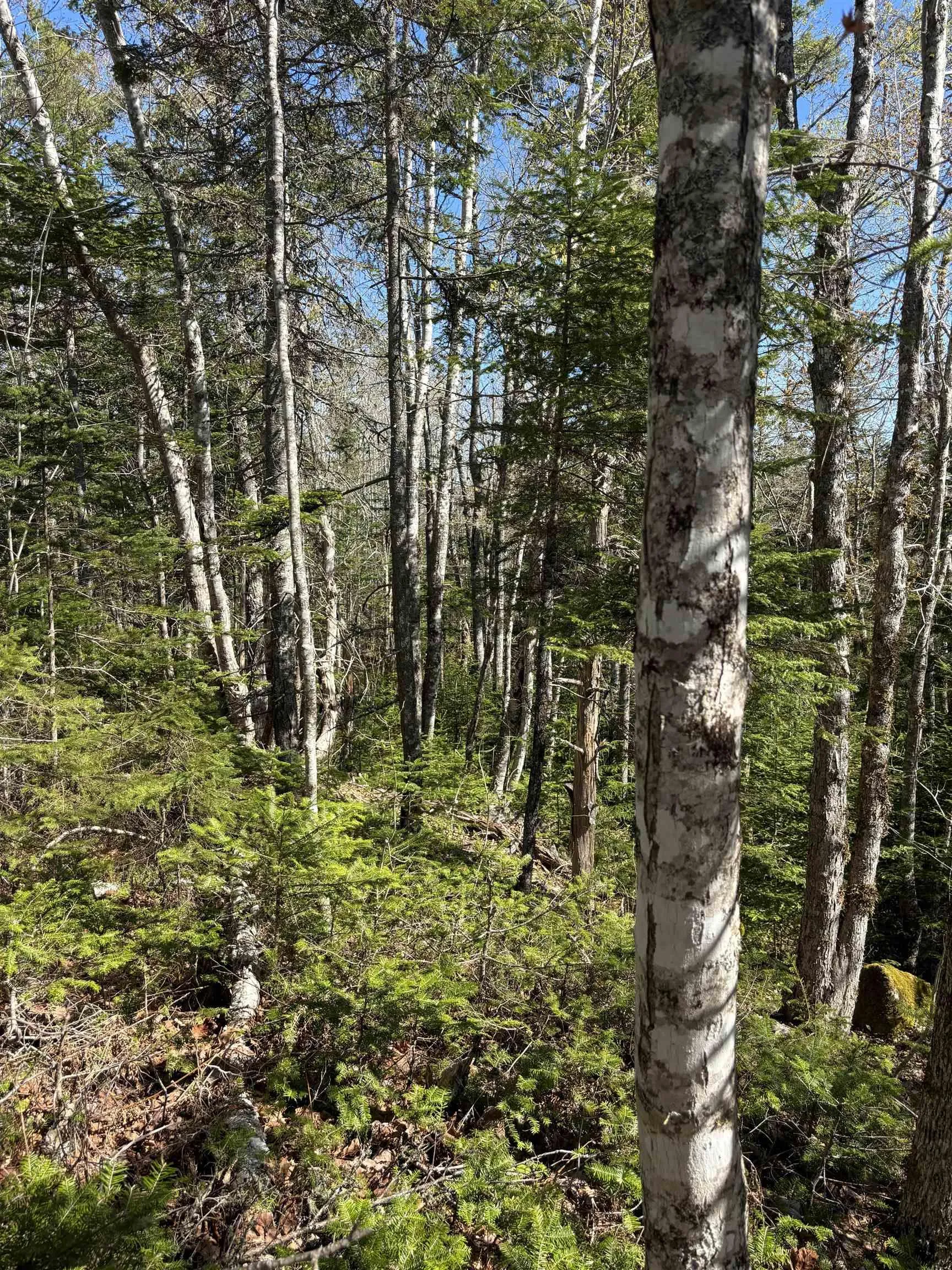 Highway 10 Lot 3, Albany, NS B0S 1P0, ,Land,For Sale,Highway 10,202512140