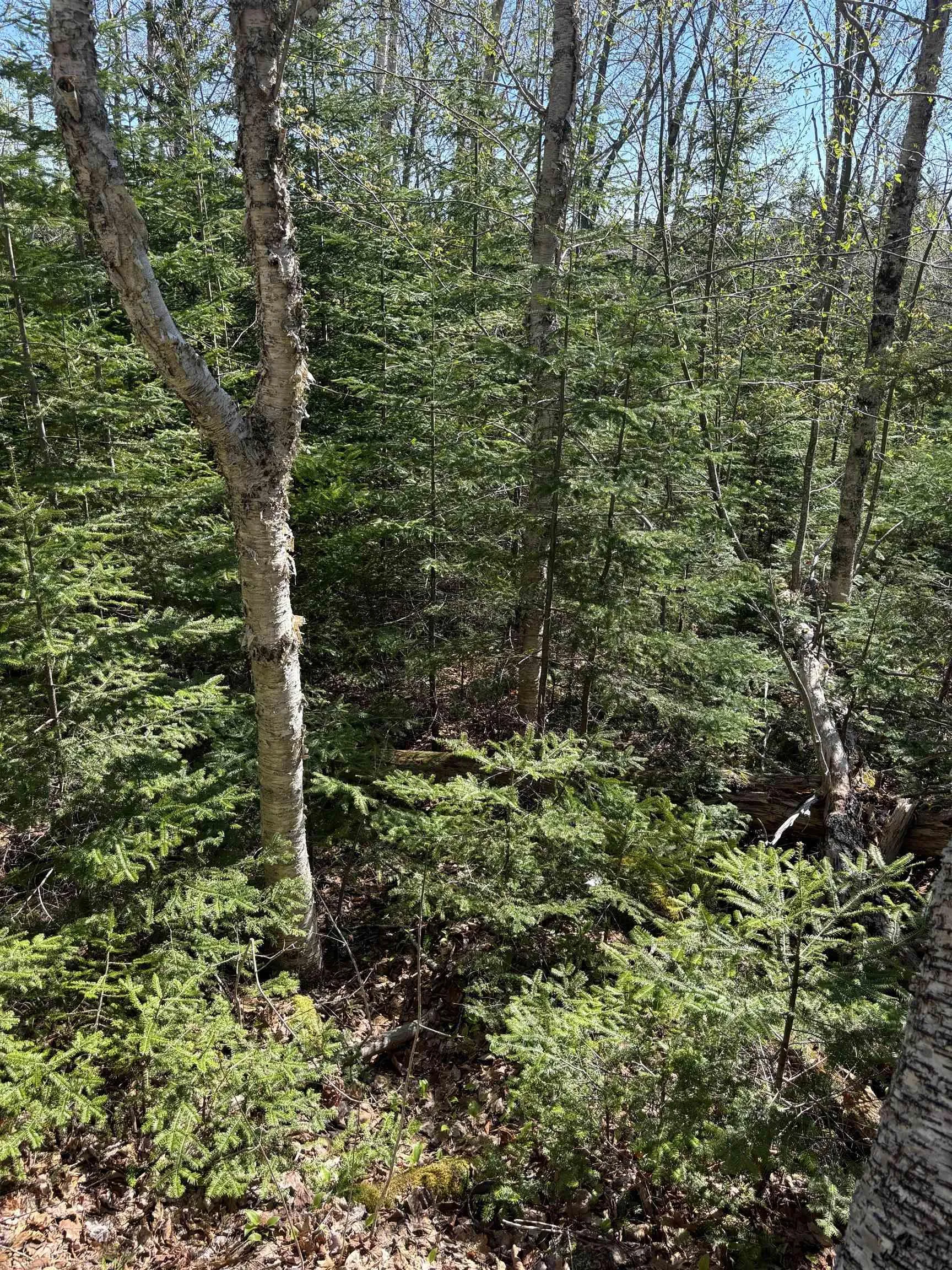 Highway 10 Lot 3, Albany, NS B0S 1P0, ,Land,For Sale,Highway 10,202512140