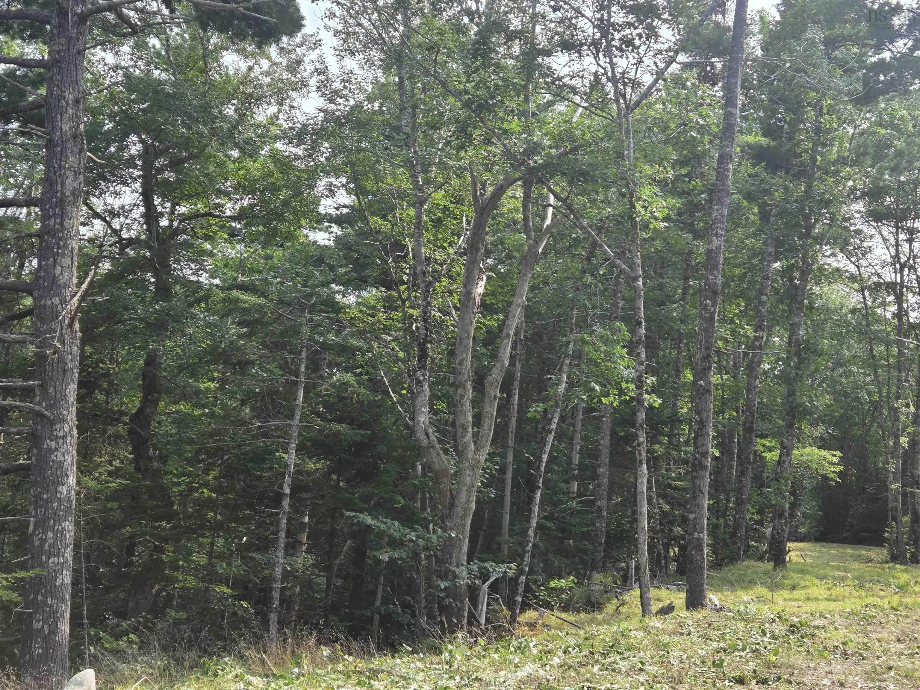 Highway 103, Sable River, NS B0T 1W0, ,Land,For Sale,Highway 103,202520267