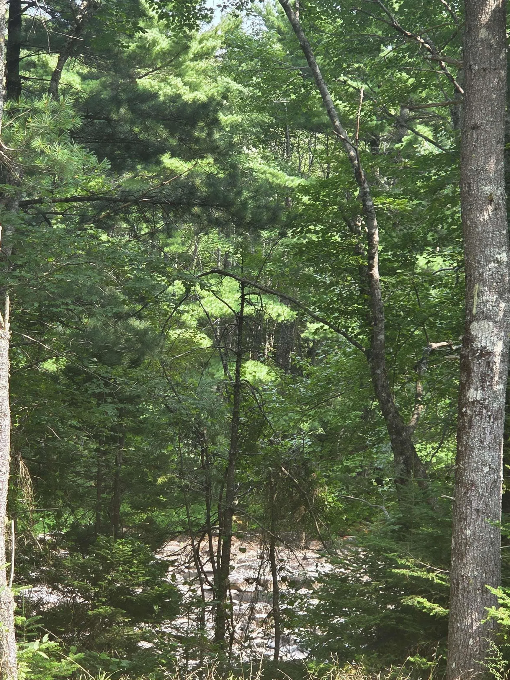 Highway 103, Sable River, NS B0T 1W0, ,Land,For Sale,Highway 103,202520267