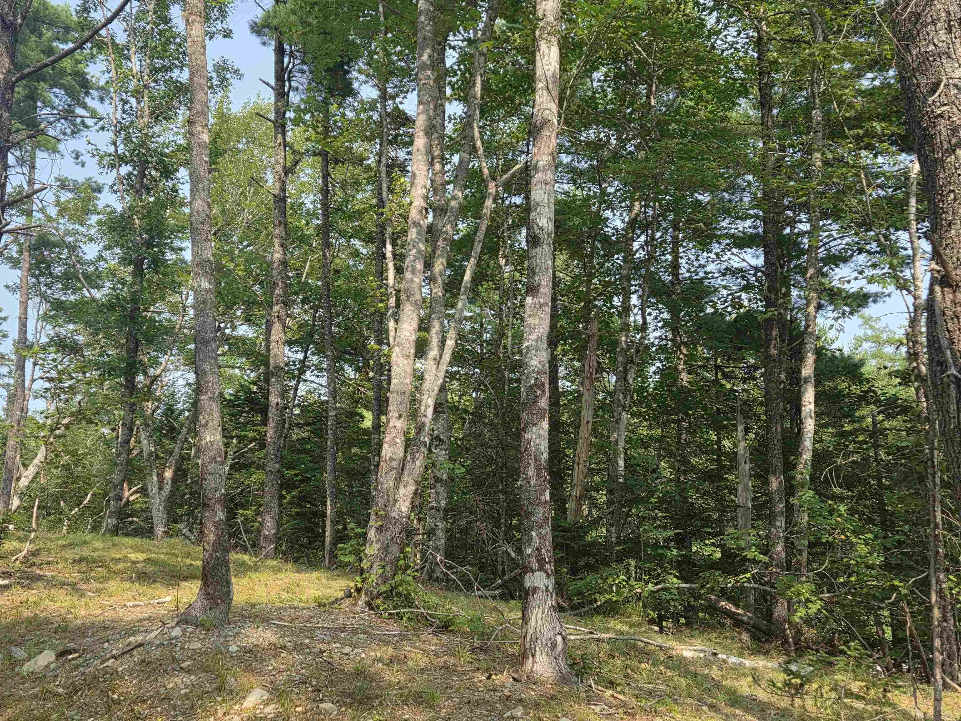 Highway 103, Sable River, NS B0T 1W0, ,Land,For Sale,Highway 103,202520267