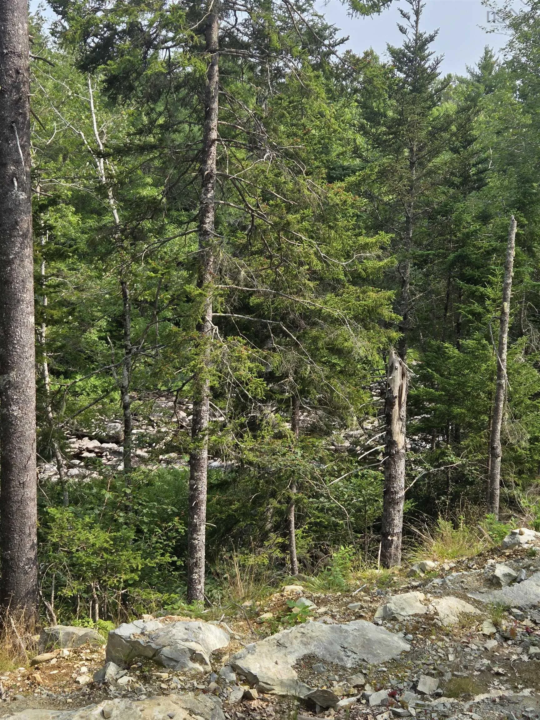 Highway 103, Sable River, NS B0T 1W0, ,Land,For Sale,Highway 103,202520267