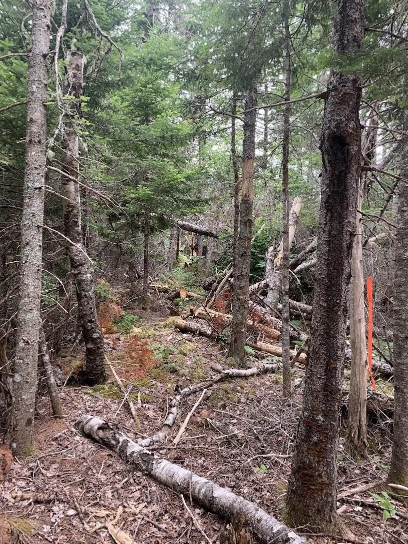 Lot 4 Hunter Road, West Wentworth, NS B0M 1Z0, ,Land,For Sale,Hunter Road,202517868