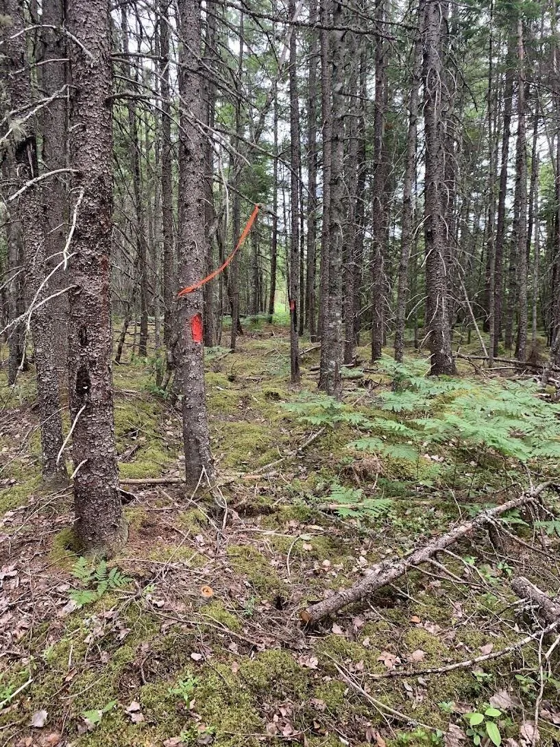 Lot 4 Hunter Road, West Wentworth, NS B0M 1Z0, ,Land,For Sale,Hunter Road,202517868