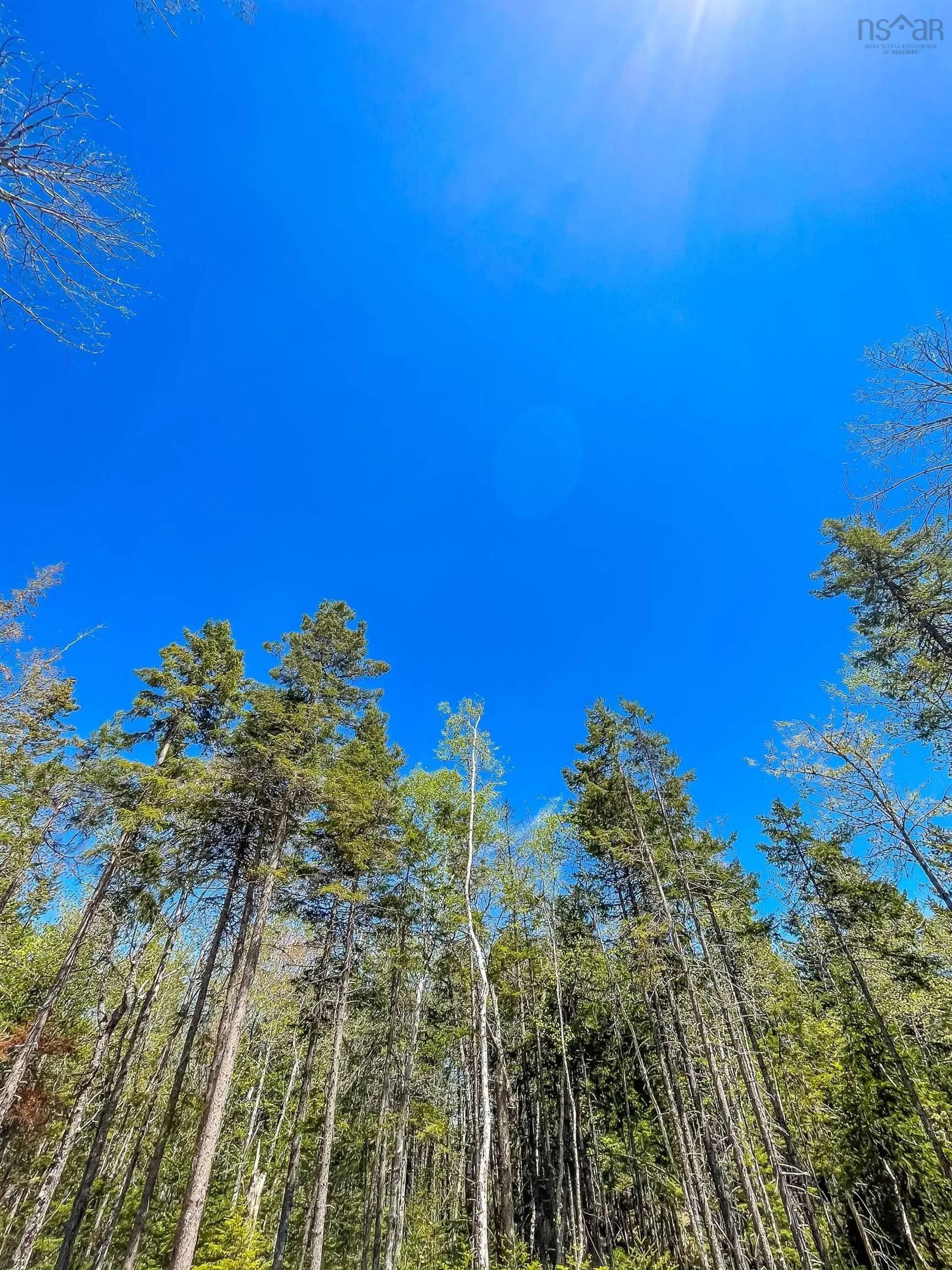 Loon Lane Lot 24, Aylesford Lake Ns B0p 1c0, ,Land,For Sale,Loon,202424623
