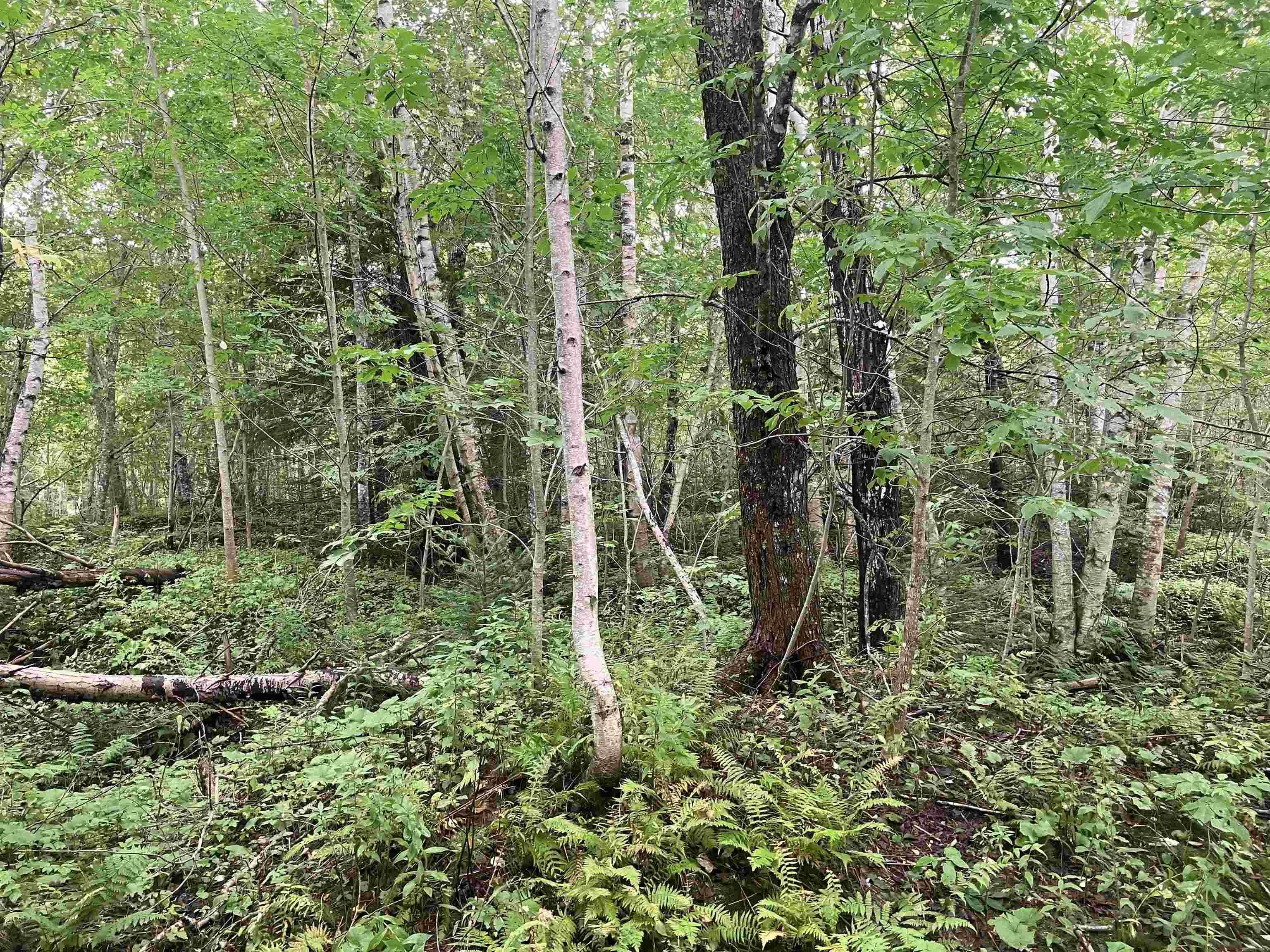 Lot 2020-5 Highway 223, Little Narrows, NS B0E 1T0, ,Land,For Sale,Highway 223,202520357