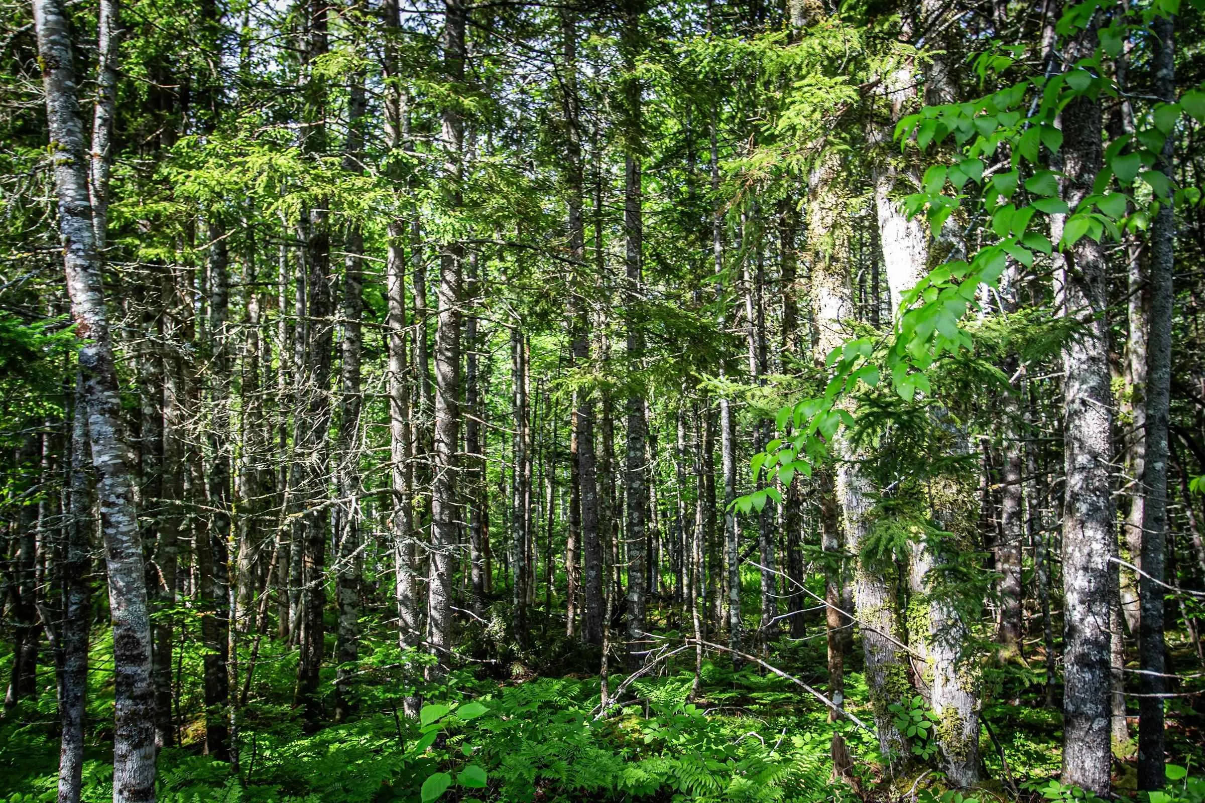 7 Lot Package East Lake Road, New Albany, NS B0S 1P0, ,Land,For Sale,East Lake,202523427
